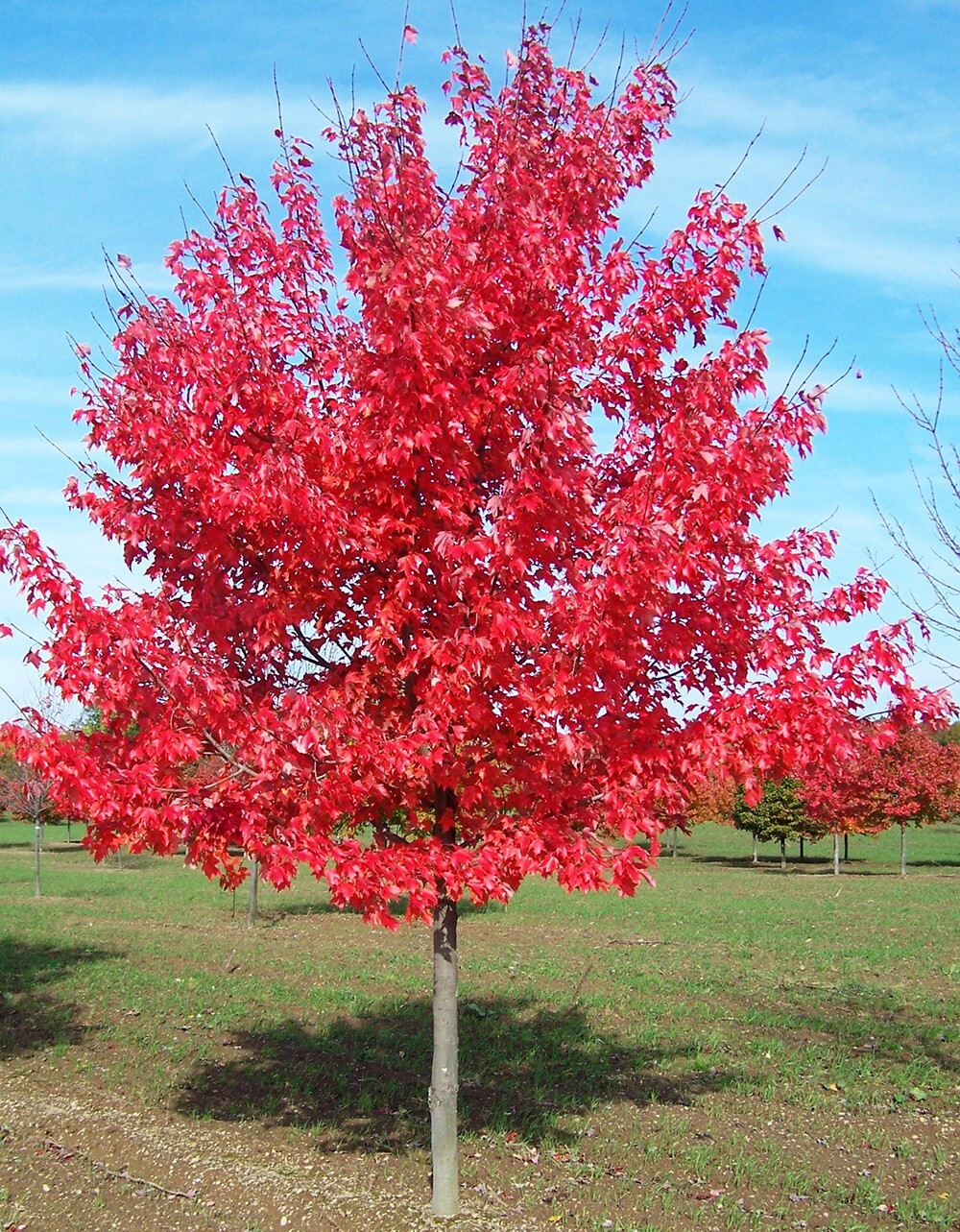 Southern Red Maple Tree | Premium Seeds | Acer rubrum ‘Summer’ | Plants’®
