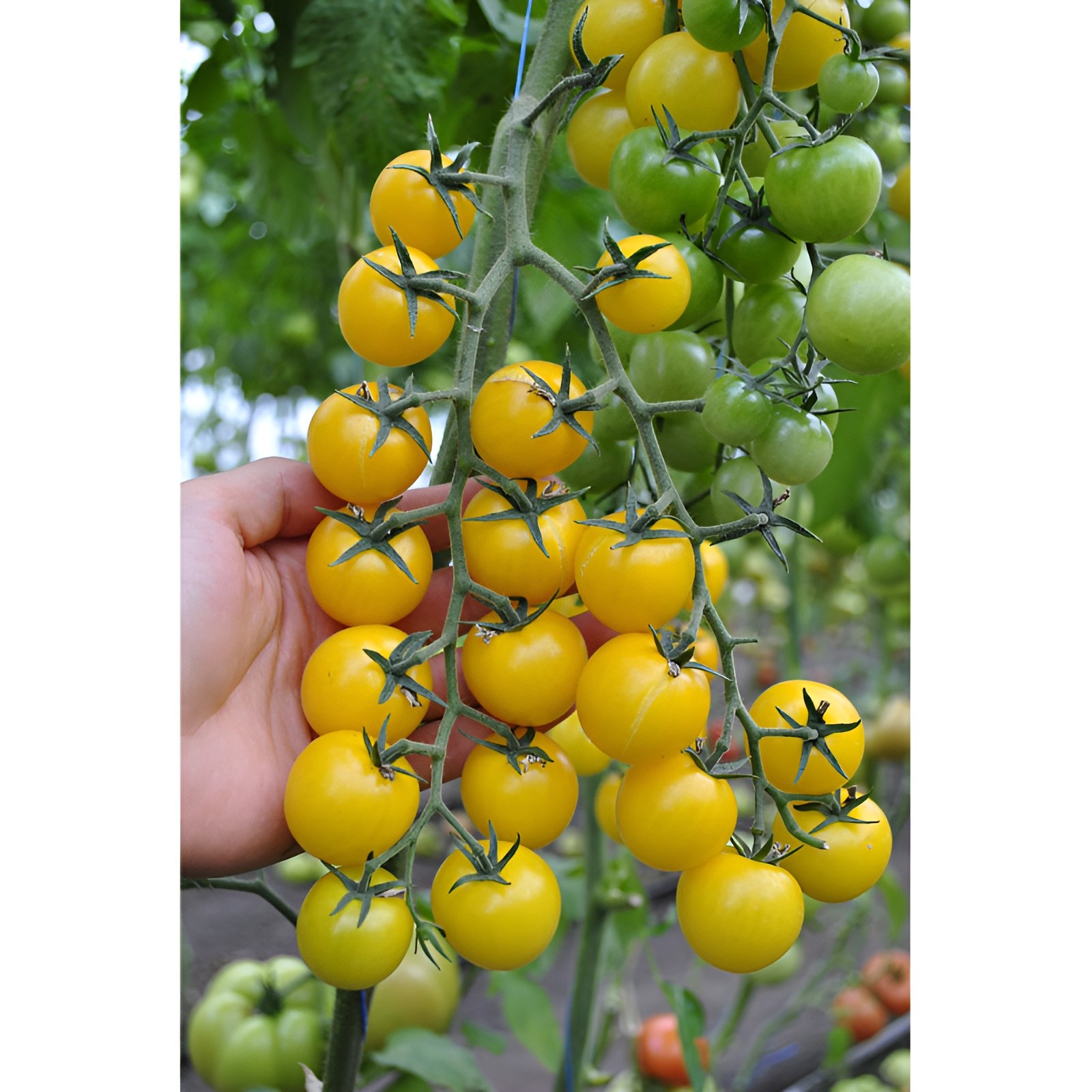 100 Heirloom Large Yellow Cherry Tomato Seeds – Egg Yolk – 1oz Sweet High Yields