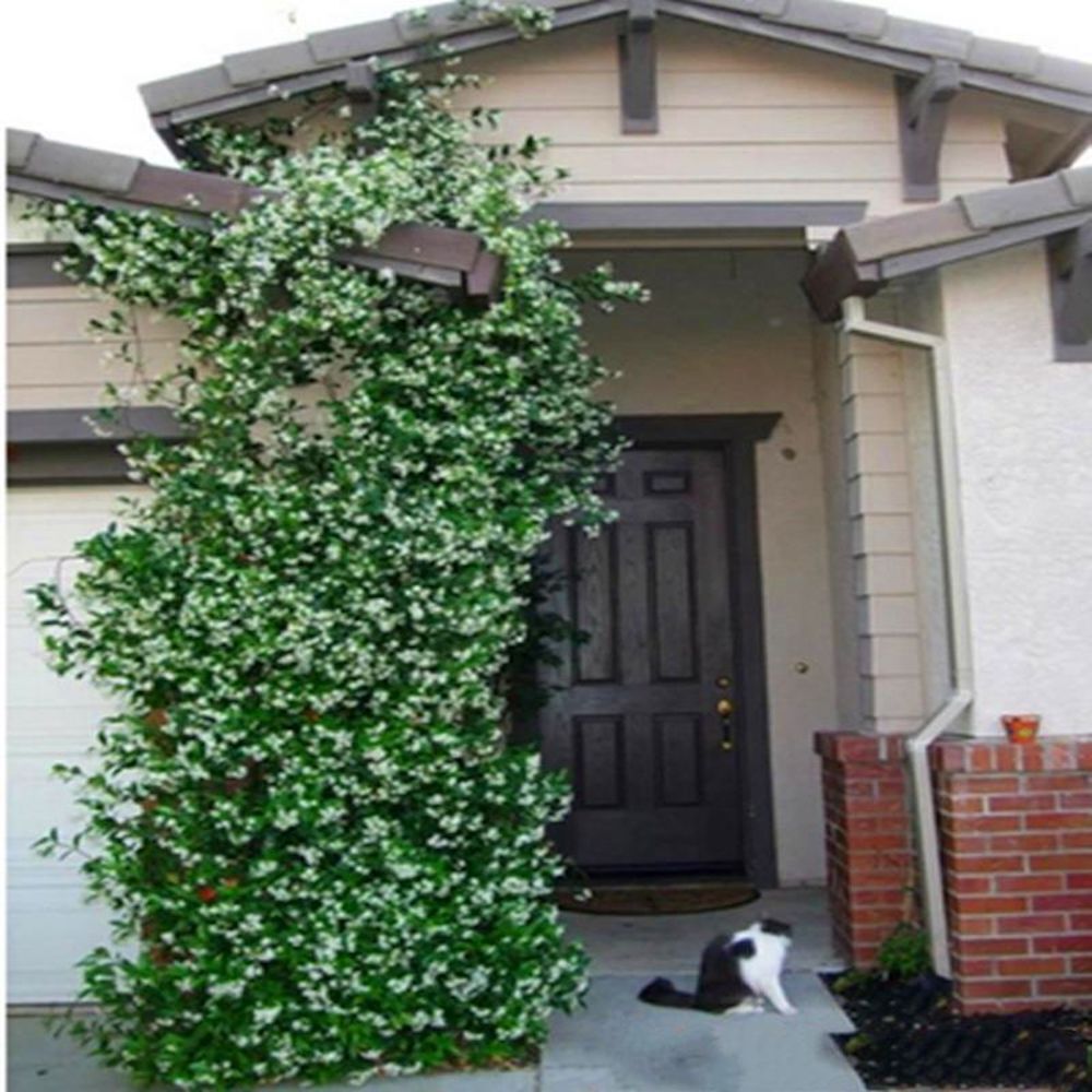 20 EXOTIC RARE JASMINE SEEDS for garden flower plant bush USA SELLER USPS