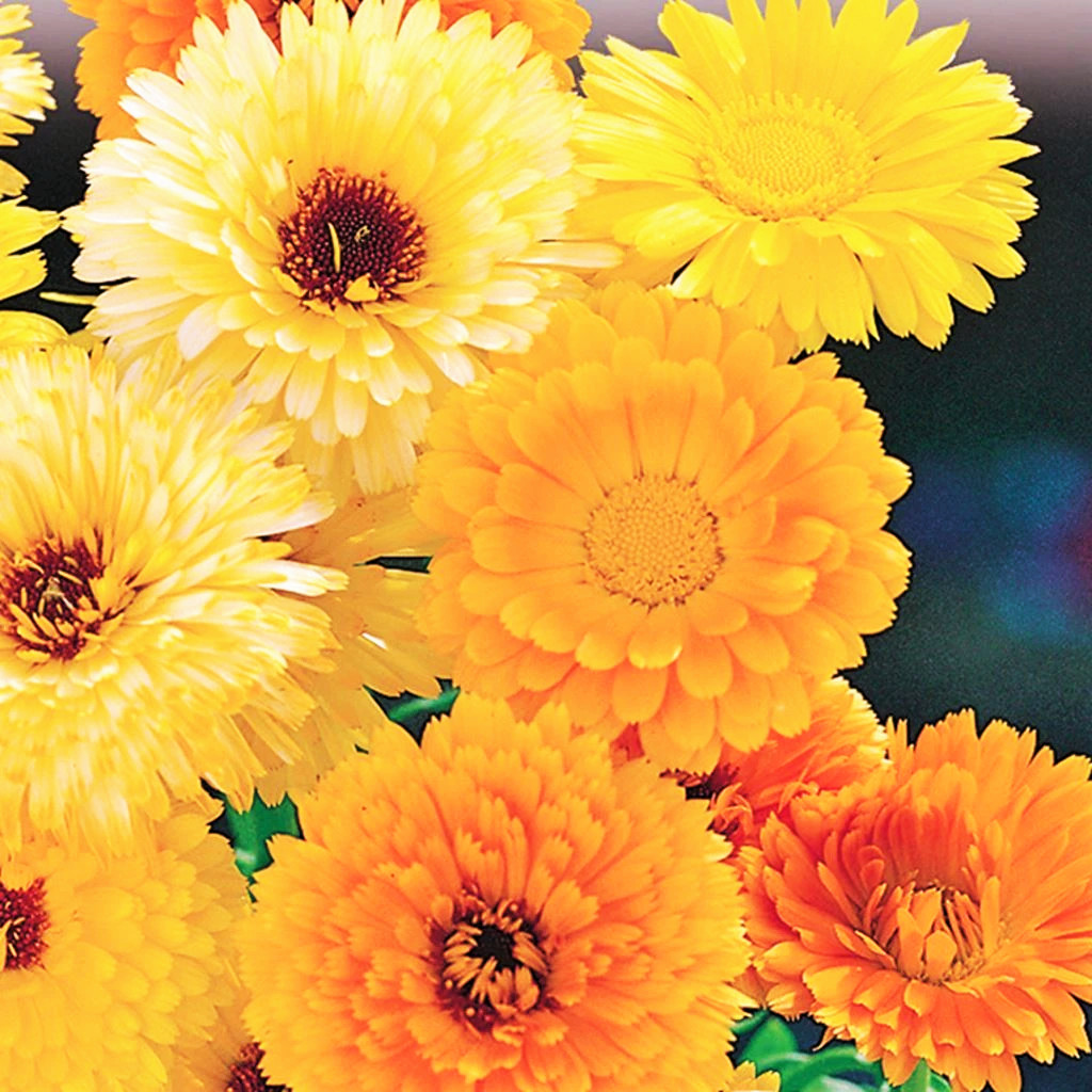 Pacific Beauty Mix Calendula Seeds | Orange Yellow Flower Pot Marigold Seed 2024