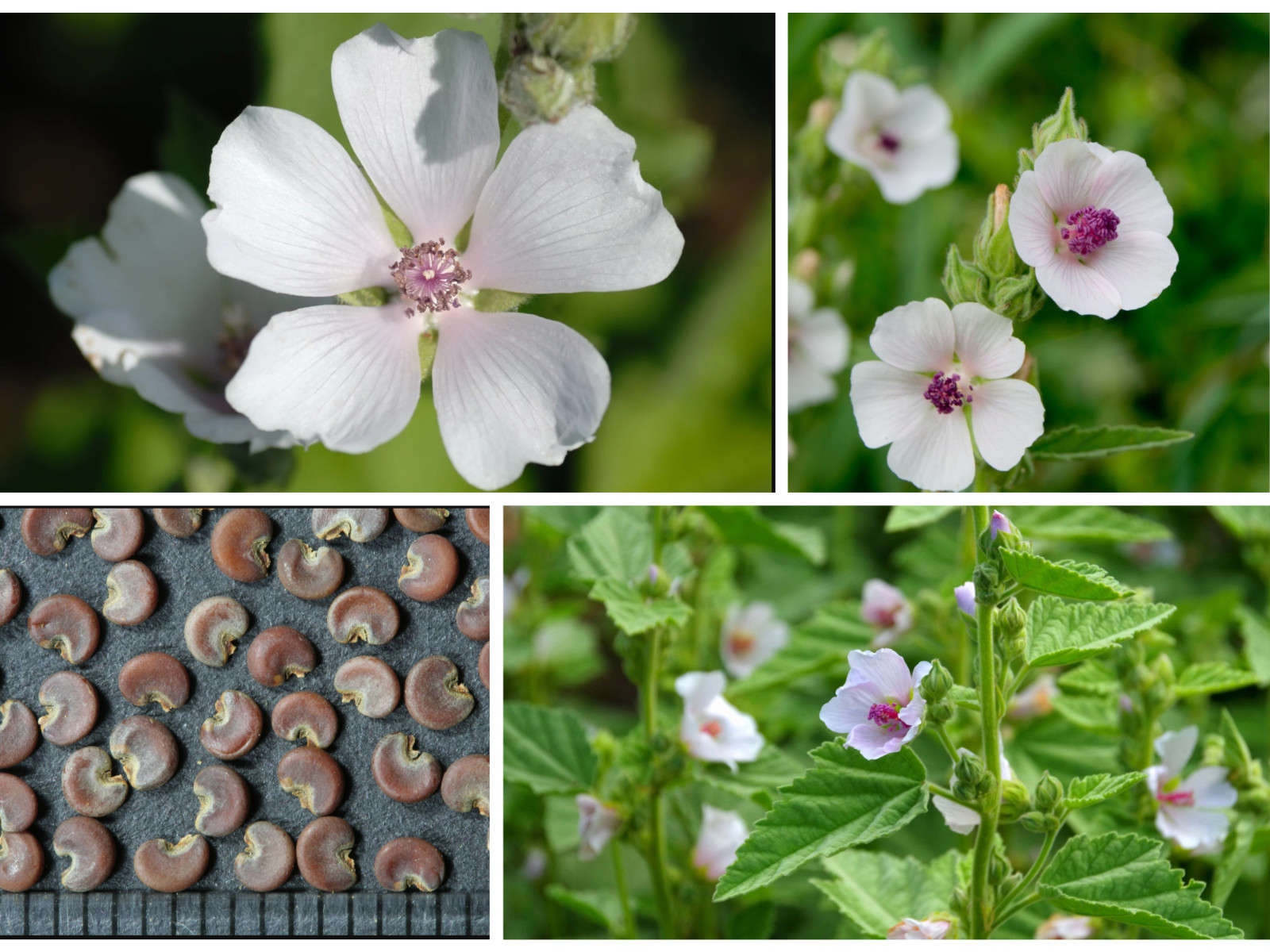 30 seeds| Marshmallow Flower Herb seeds #6002
