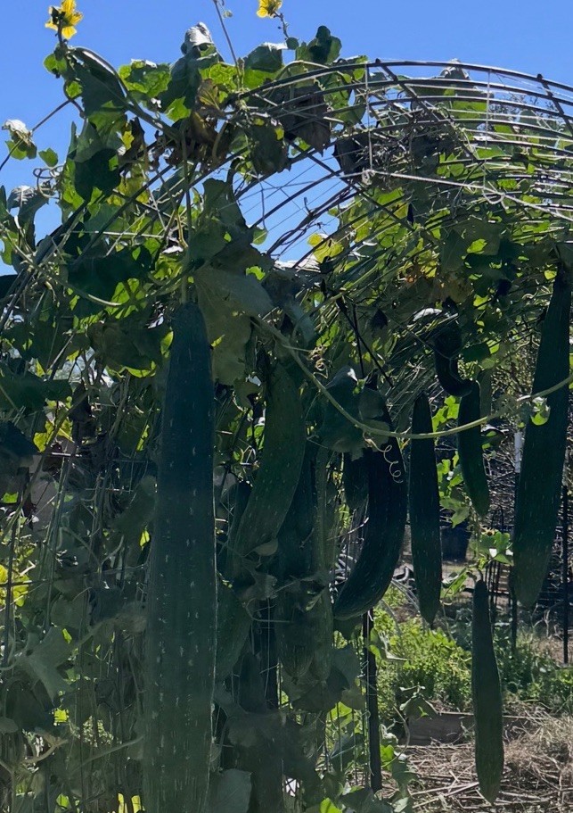 50 Super Long Luffa Gourd Seeds – Non-GMO, Luffa Sponge Gourd Seeds.
