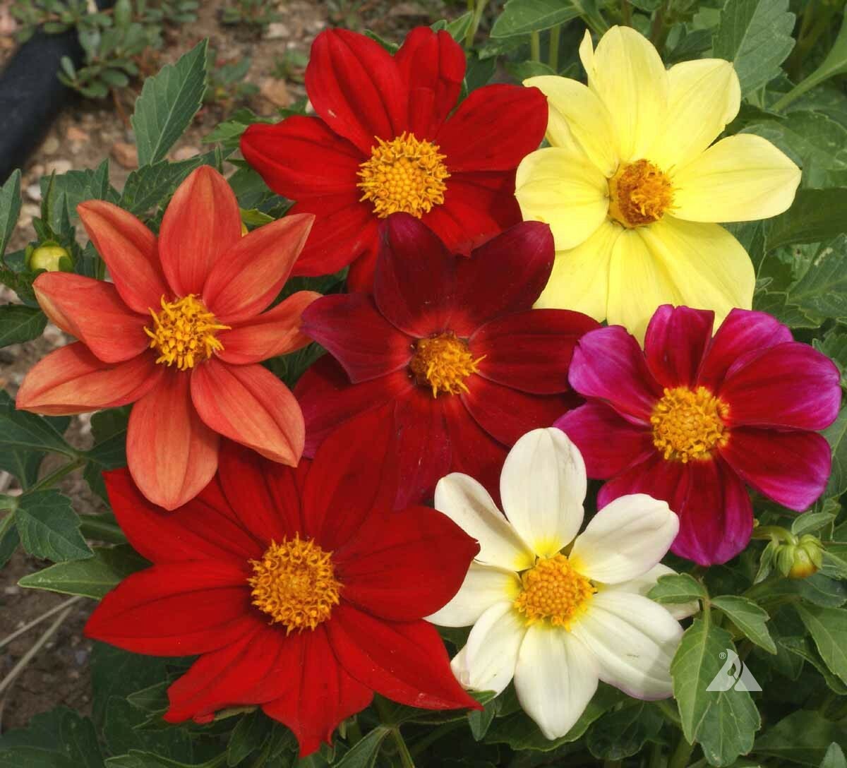 Dahlia MIXED COLORS DWARF 10-16″ Cut Flower Garden Annual USA Non-GMO 200 Seeds