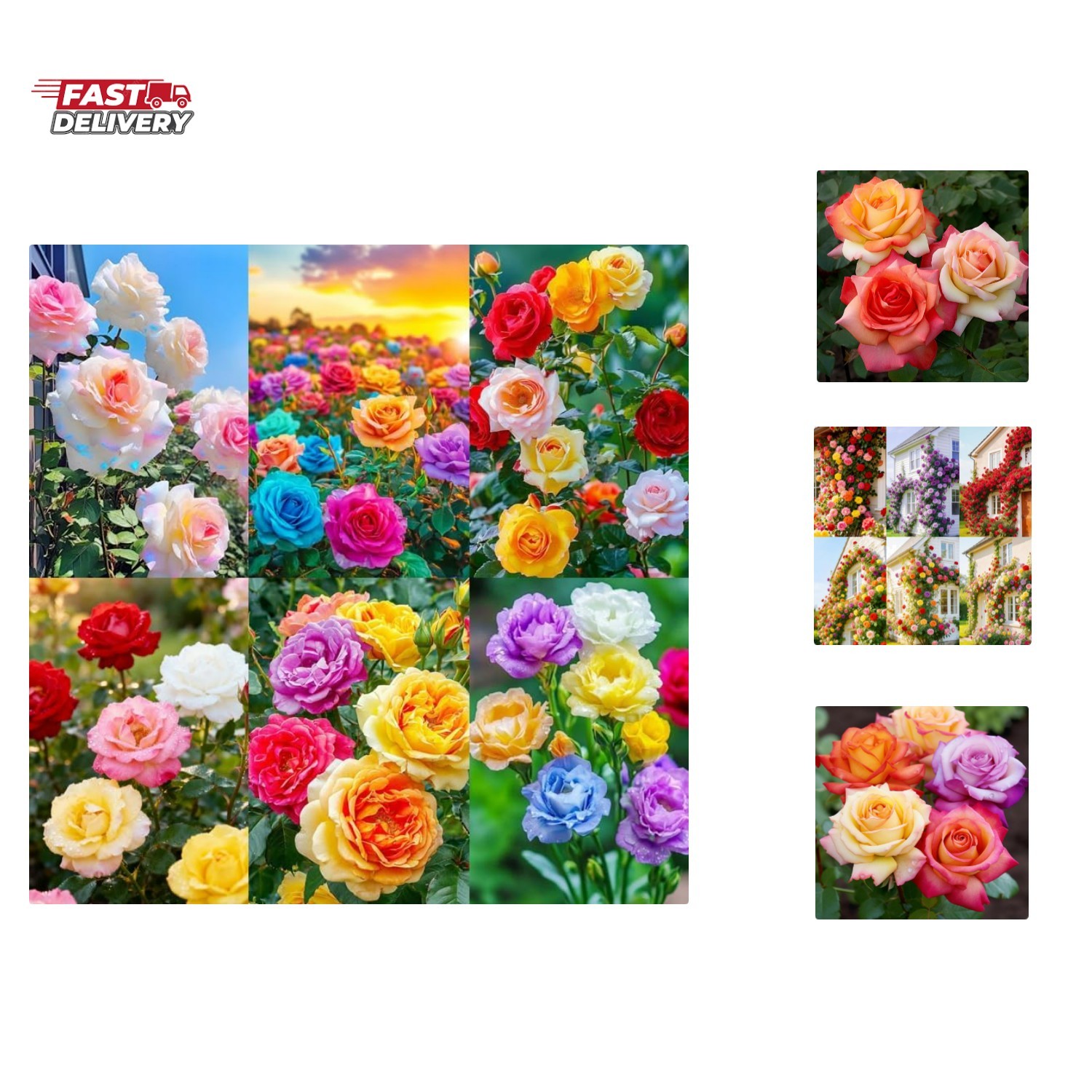 250+ Mix Climbing Roses Flowers Seeds -Rose Bushes Vine Climber Rose Seeds fo…