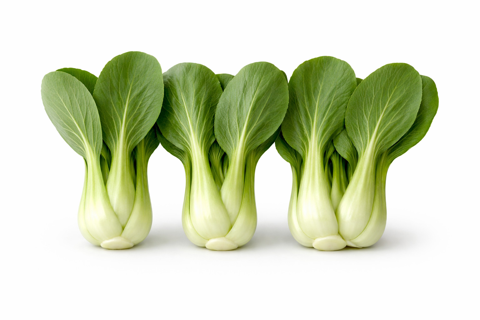 Pak Choy Ching Chang Seeds Baby Bok Choy Green Stem Heirloom Non-GMO