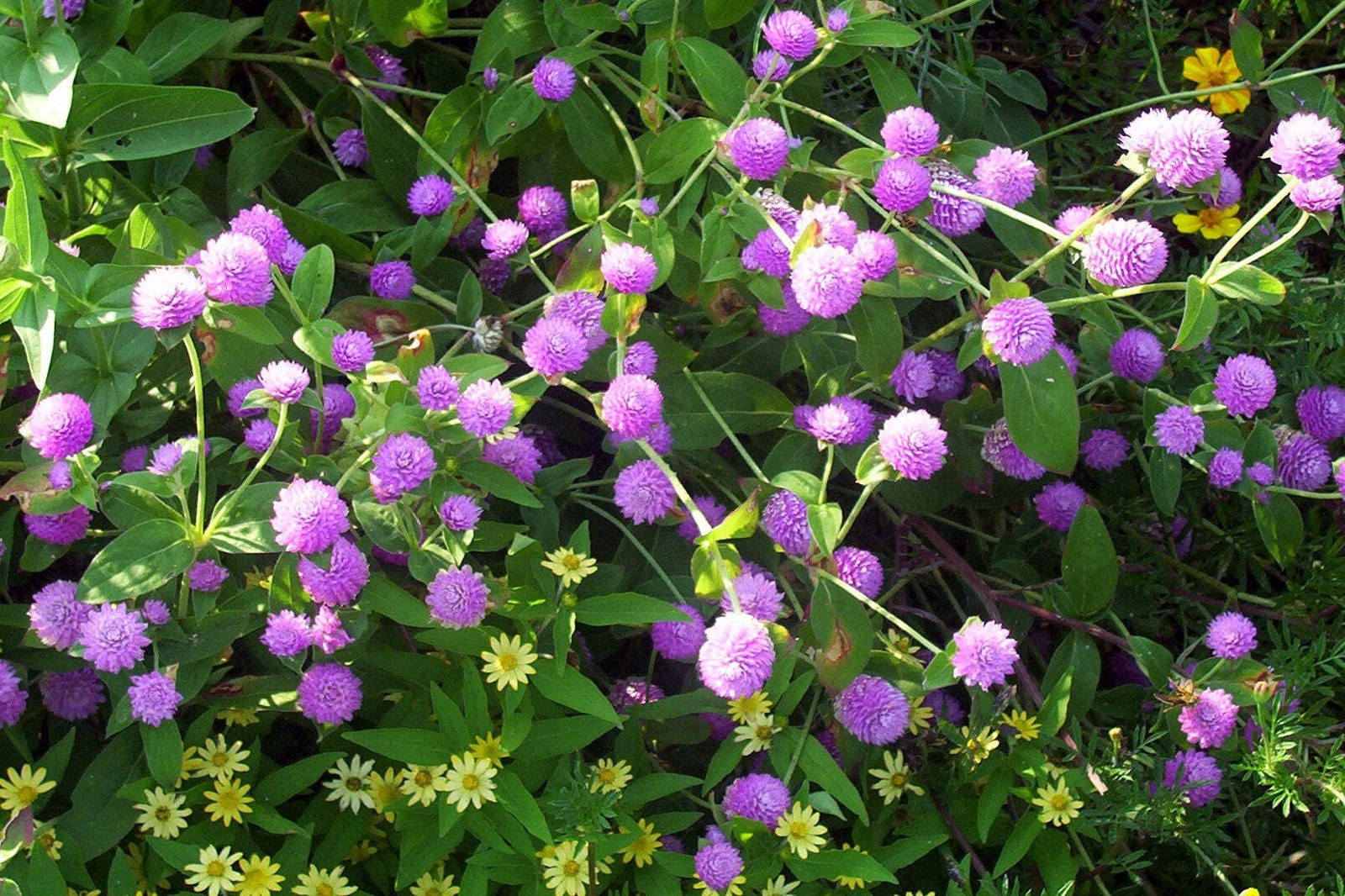 50 GLOBE AMARANTH MIX Gomphrena Globosa Mixed Colors Amaranthus Flower Seeds
