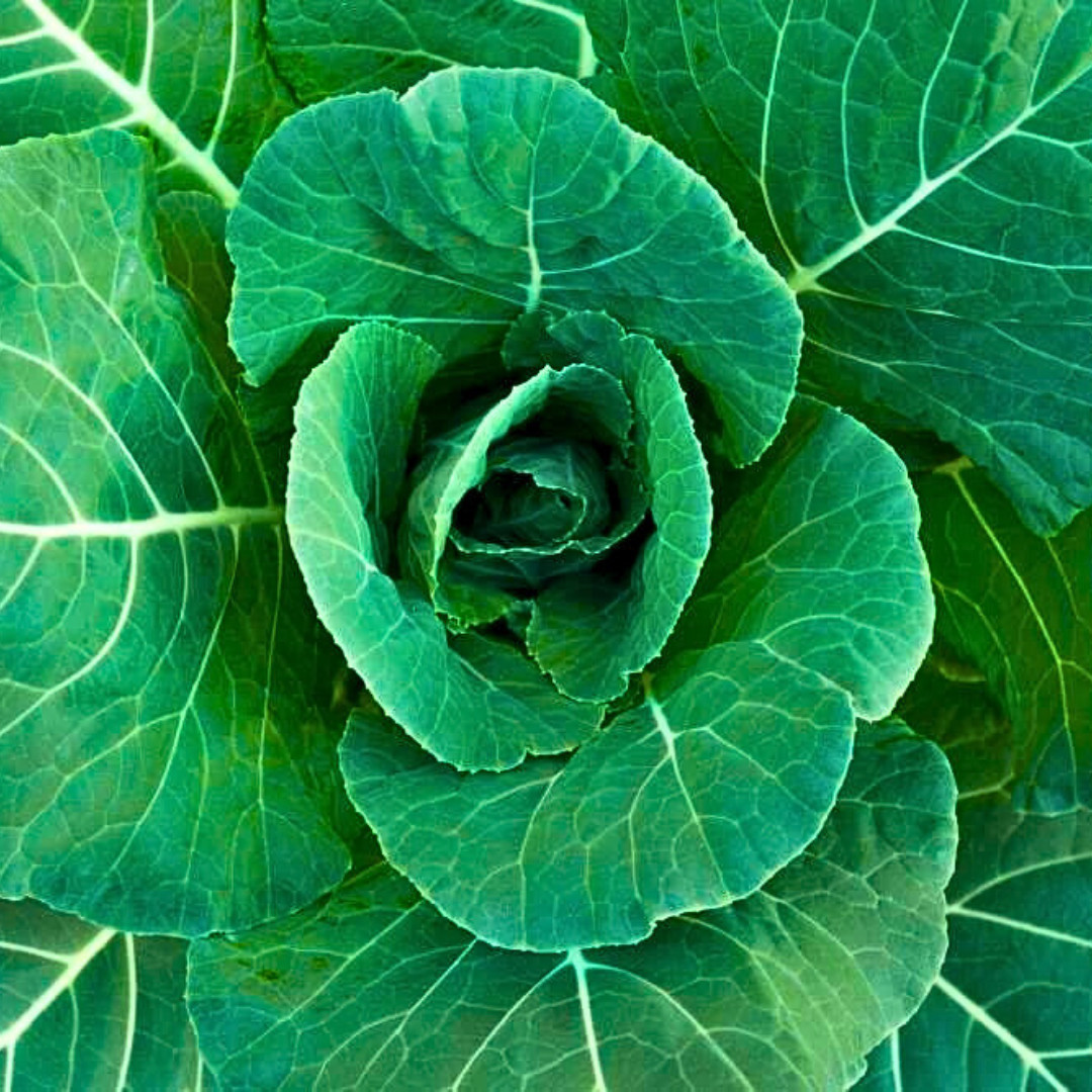 Fresh Collard Geens Seeds | Georgia Southern | Heirloom & Non-GMO | Vegetable