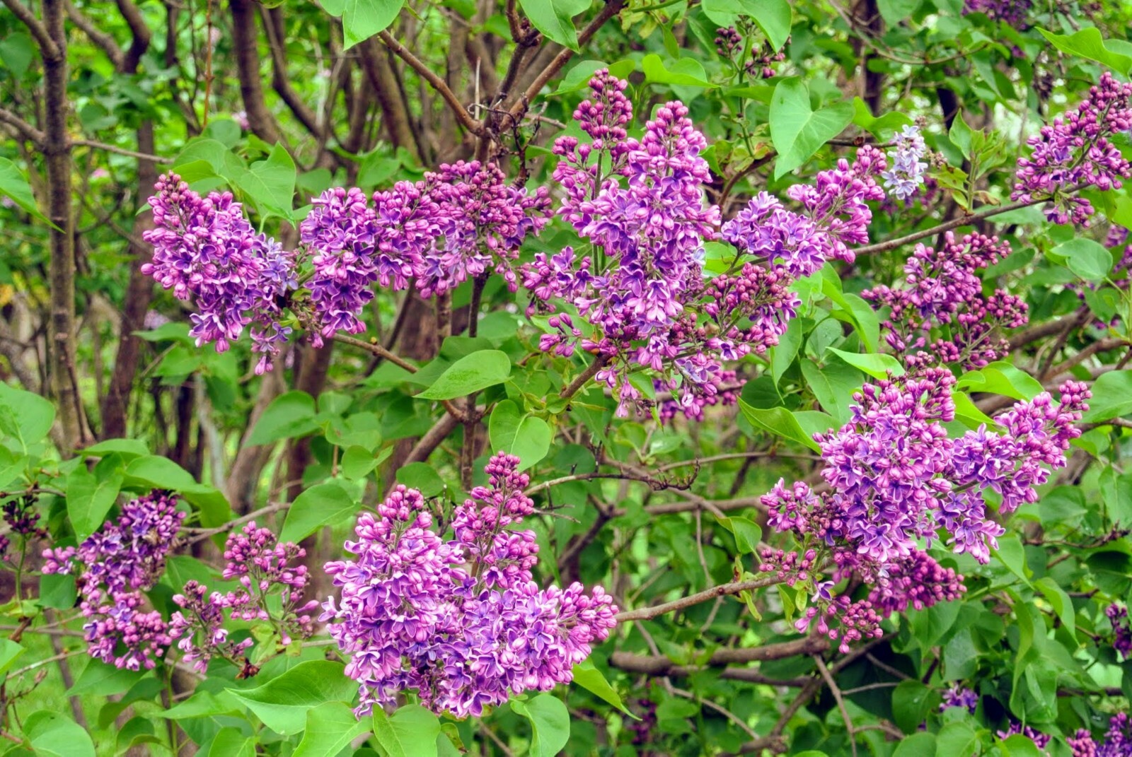 Purple Lilac 3-4 year old plant, Syringa vulgaris (Common Lilac), Bare root