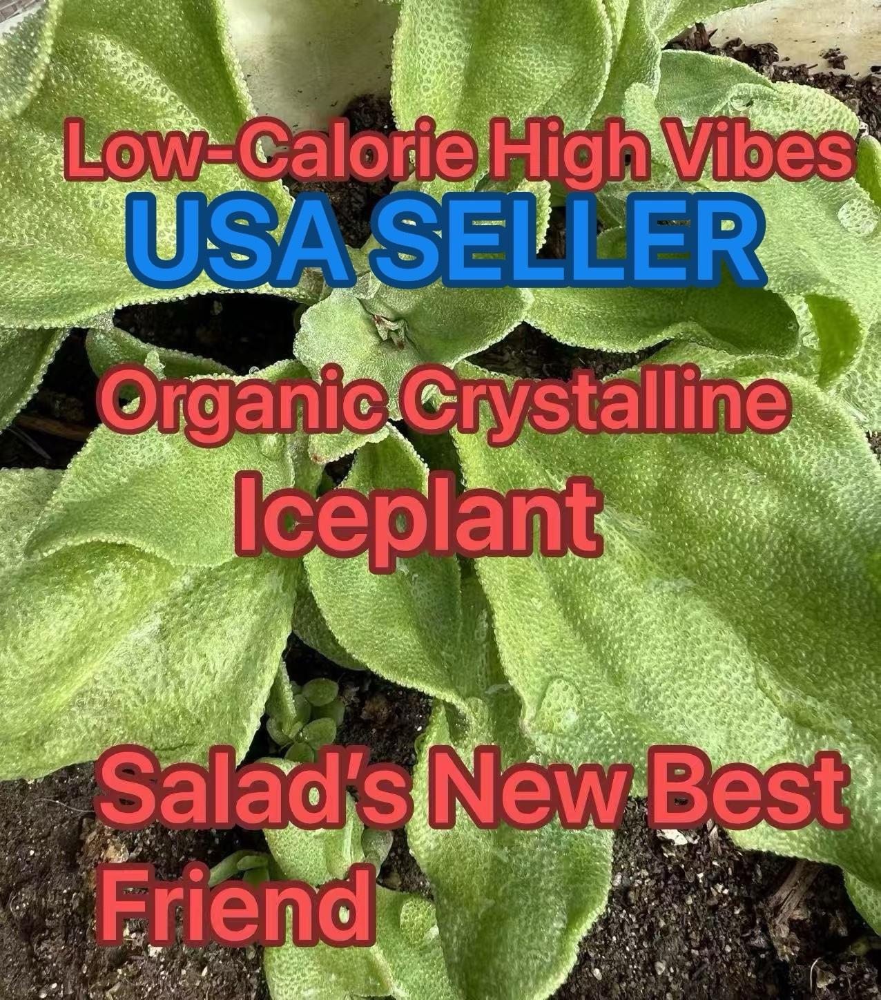160ct+ Organic Crystalline Ice Plant (Bing Cai) Seeds | Produced in 2024