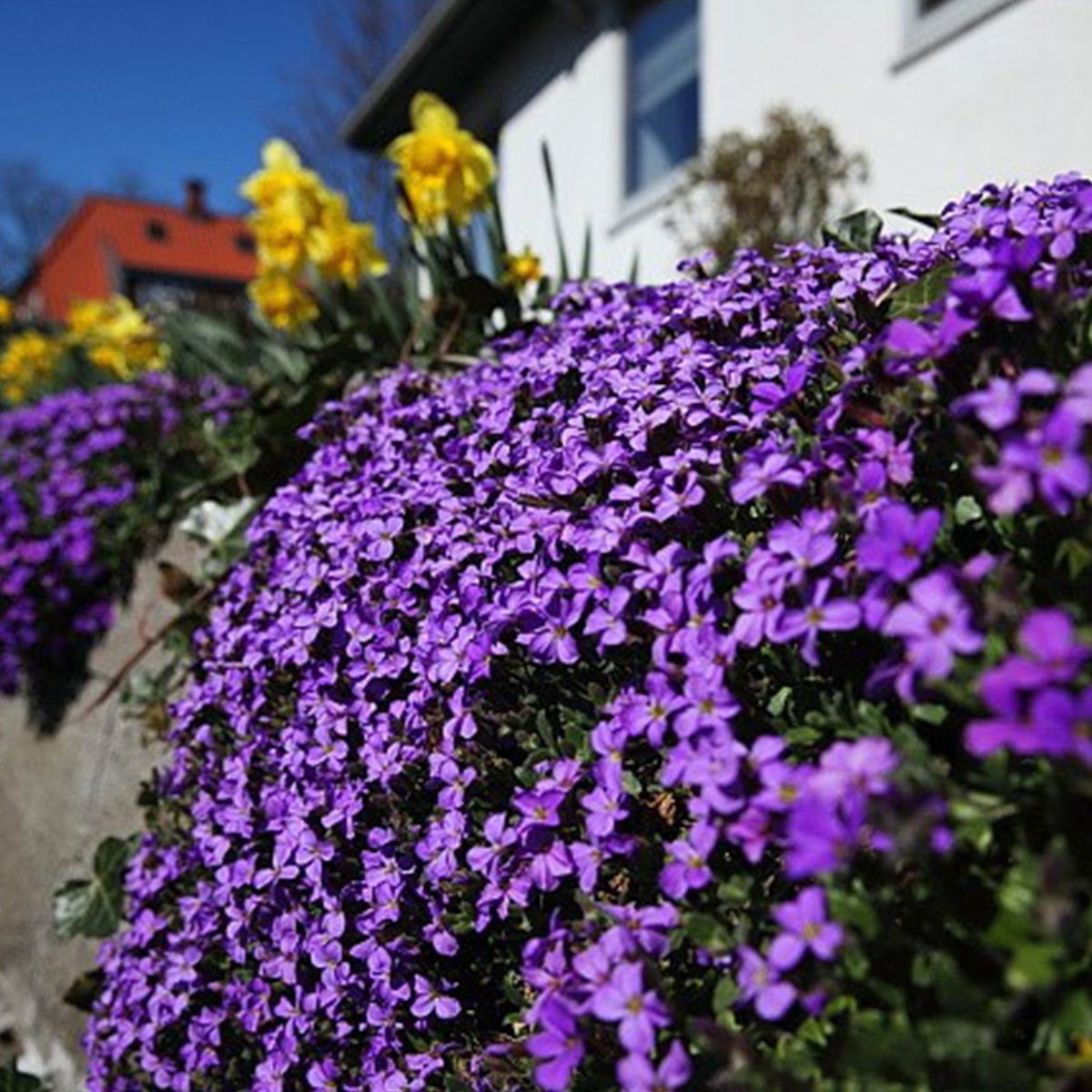 Thymus Serpyllum Purple Creeping Thyme. 2000 Seeds. Free Shipping!