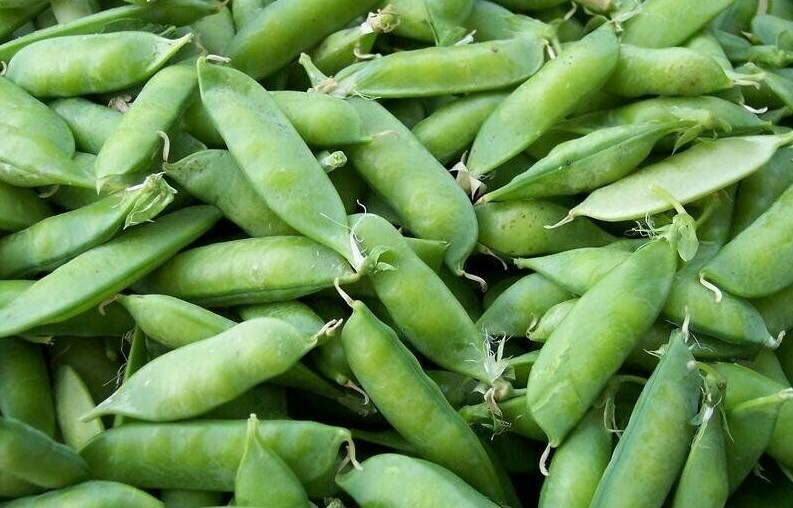 Pea Seeds Early Alaska 25 Ct Pod Vegetable Garden HEIRLOOM NON-GMO USA