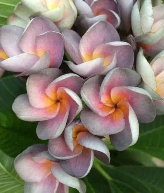 5 Periwinkle Orange Plumeria Seeds Perennial Flowers Flower Frangipani US SELLER