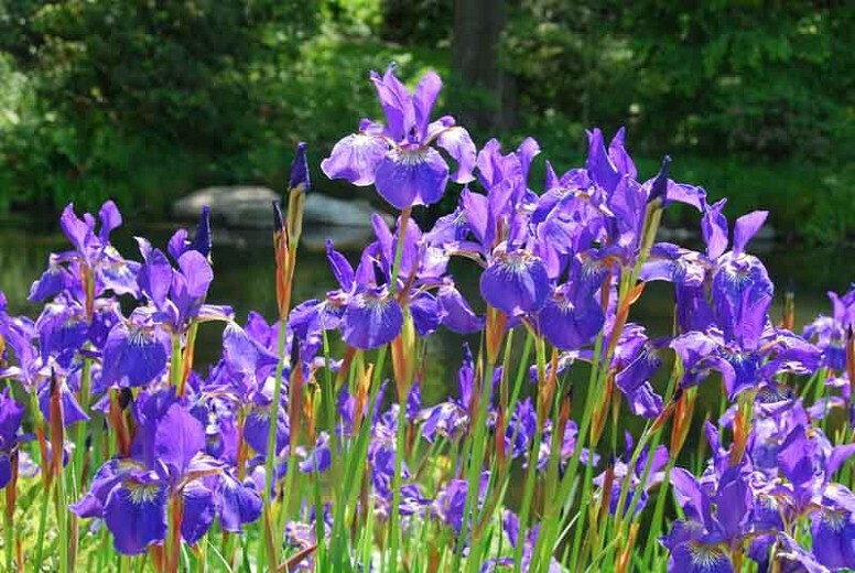 GORGEOUS AND HARDY SIBERIAN IRIS “CAESAR’S BROTHER IRIS SEEDS, 200+ SEEDS