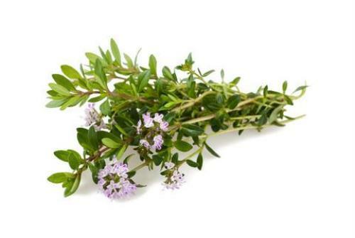 Organic Summer Savory – Satureja hortensis