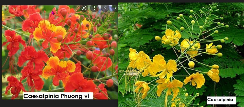 Beautiful Caesalpinia Bird of Paradise Clusters of Red/Ywlflower, 15 seeds Mixed