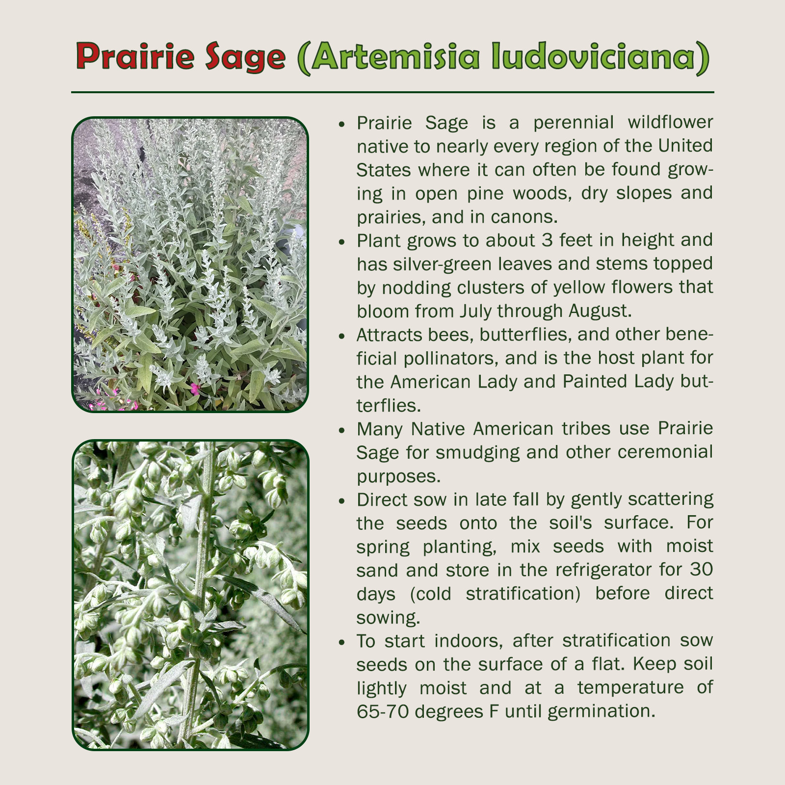 300 Prairie Sage Seeds, Artemisia ludoviciana, Native Wildflower & Bee Attractor