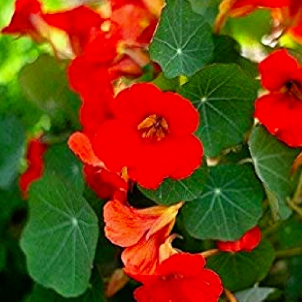 Empress of India Nasturtium Flower Seeds | NON-GMO | Fresh Flower Seeds
