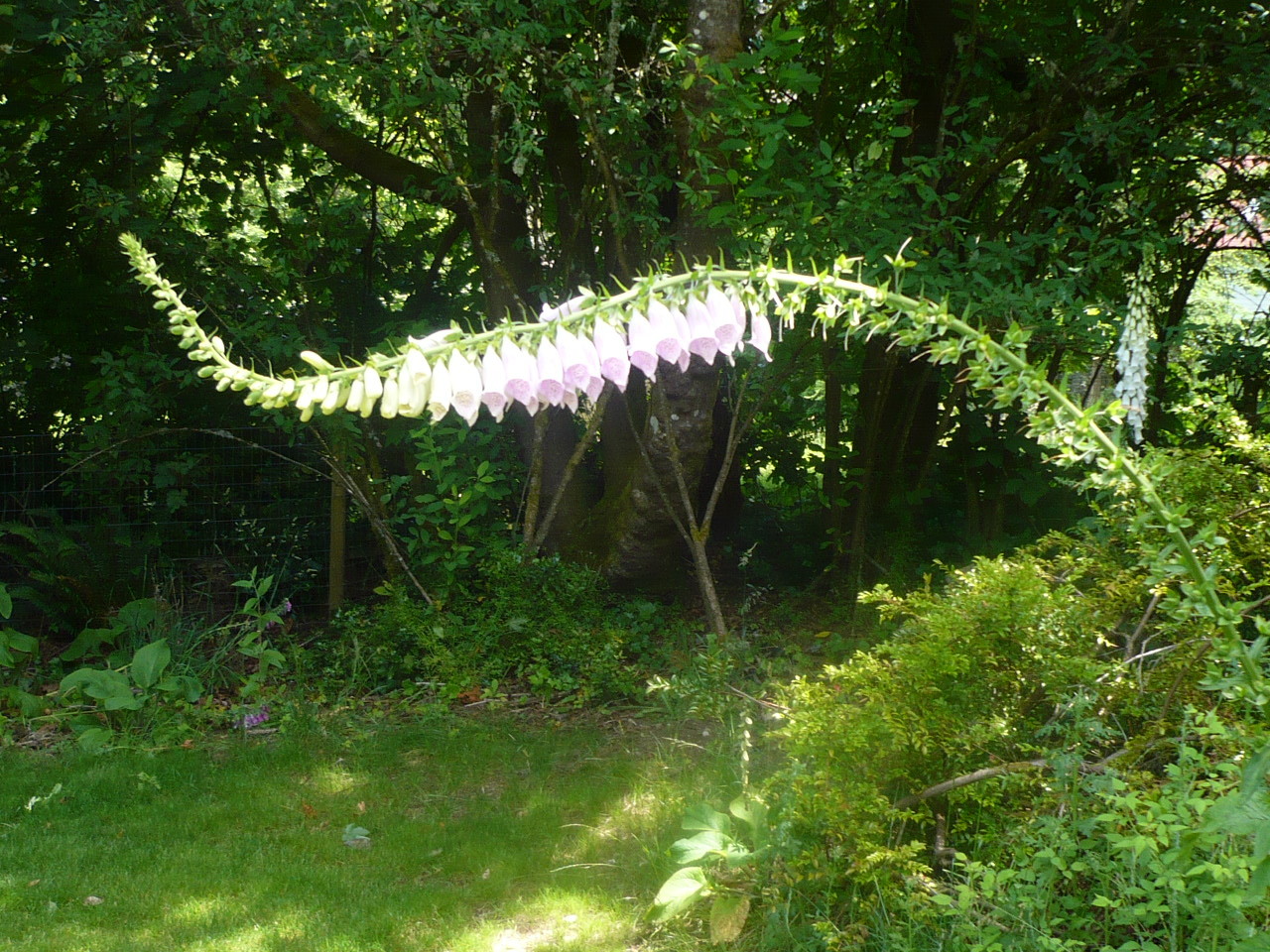Pacific NW Giant Foxglove Mix 20,000 Seeds Digitalis Purpurea *Shelley