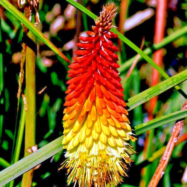 20 “RARE DWARF” FIRE DANCE Torch Lily Flower Seeds Kniphofia hirsuta Hardy Plant