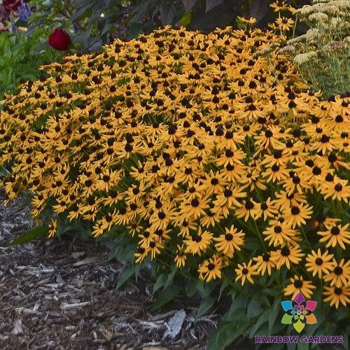 200+ Little Goldstar Rudbeckia Seeds for Garden Planting – USA – FREE SHIPPING!