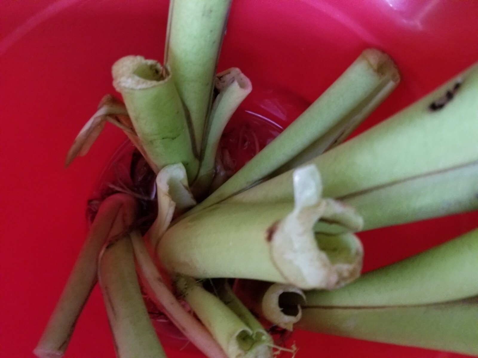 elephant ear bulbs or taro of sort (unknown variety) lot of 2 bulbs for good