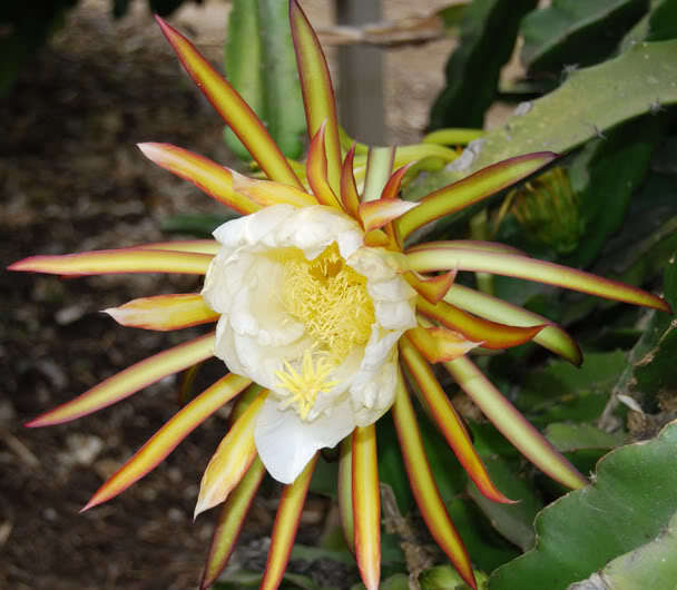~CAPISTRANO VALLEY~ WHITE DRAGON FRUIT Red Skin Wht Plup Pitaya 100+ Seed