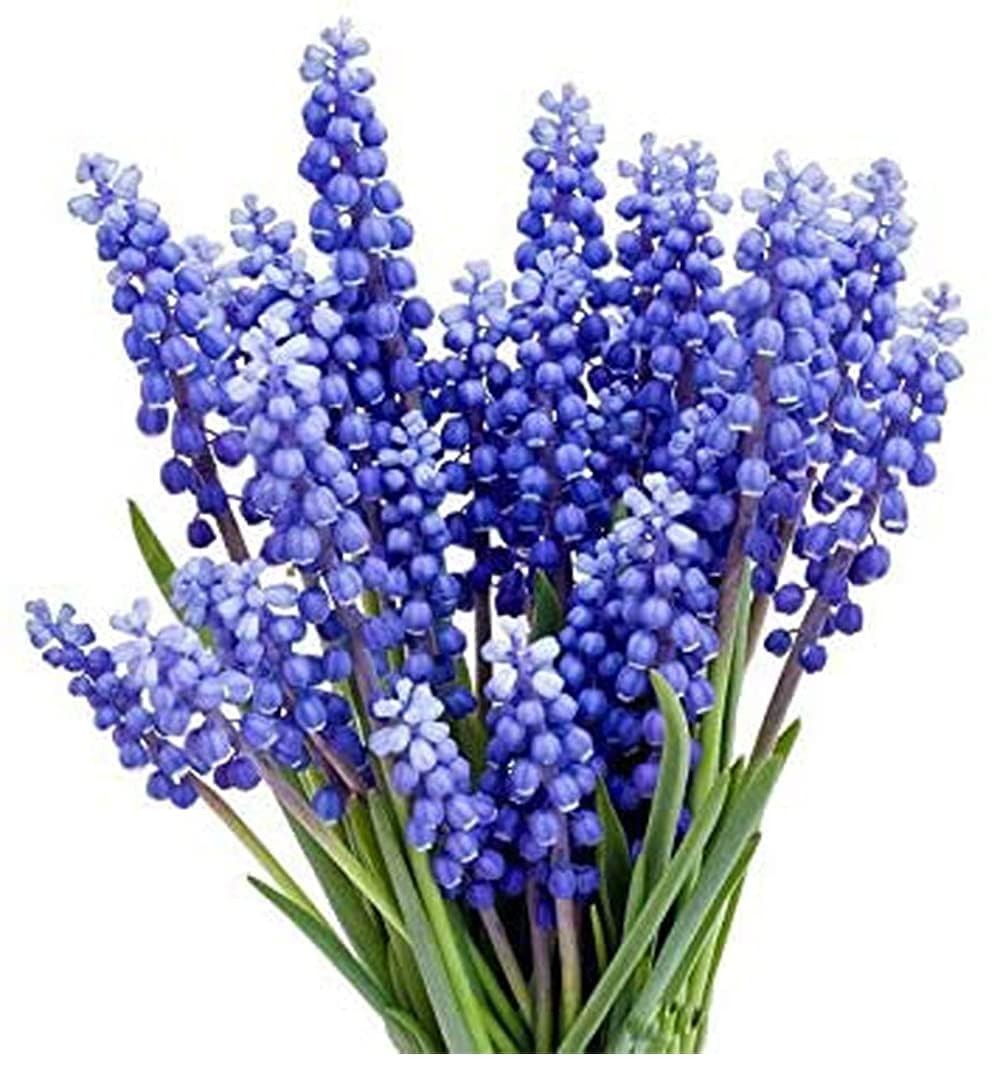 Grape Hyacinth Bulbs – 15 Muscari Armeniacum Bulbs for Planting – Grows 6-8″ …