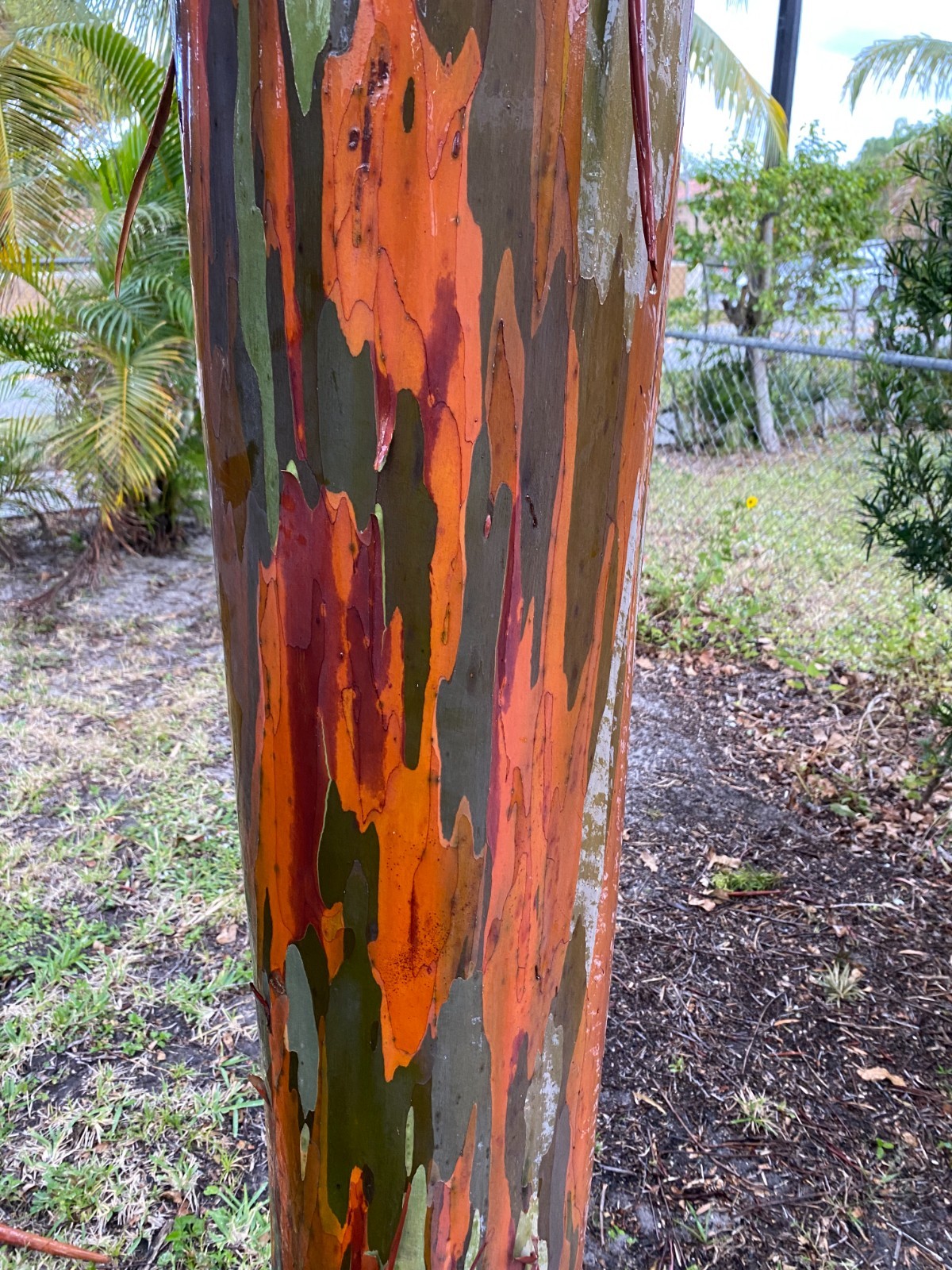 Rainbow Eucalyptus seeds