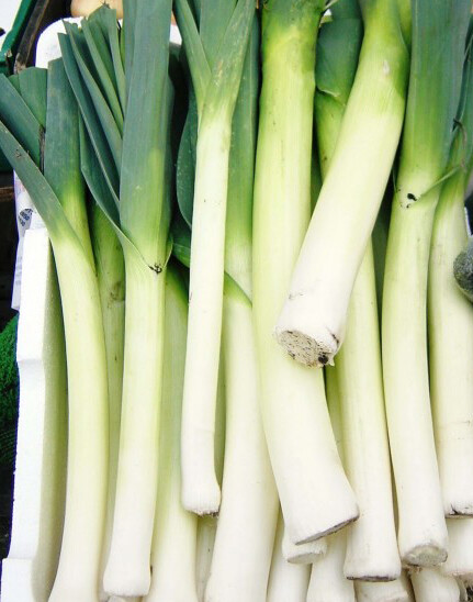 200+Leek Seeds American Flag Leek Seeds(Allium porrum)Fresh Garden Vegetable USA