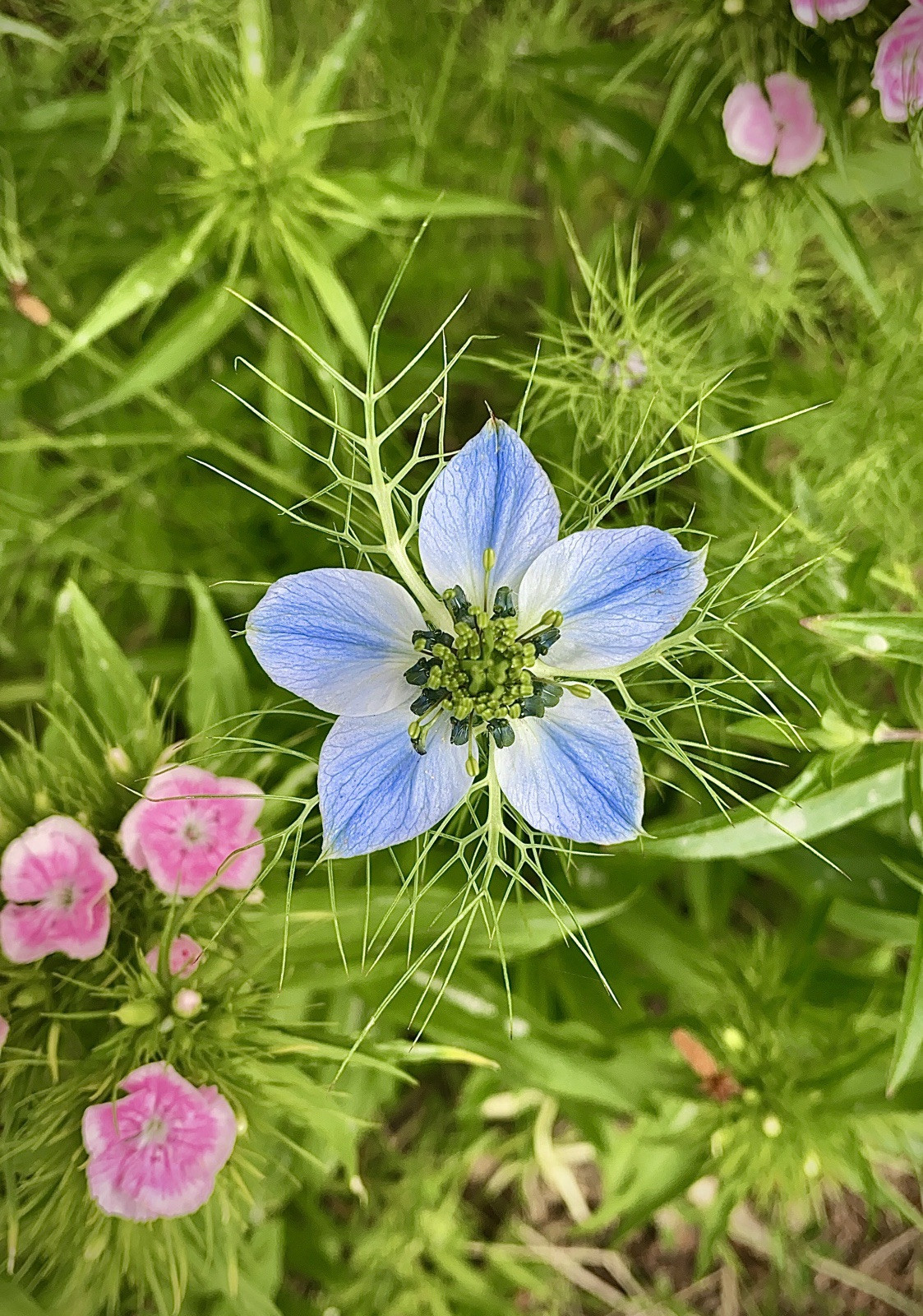 3,000 + Love In a Mist Organic Nigella Flower Seeds Unique Cut Decorative Pods