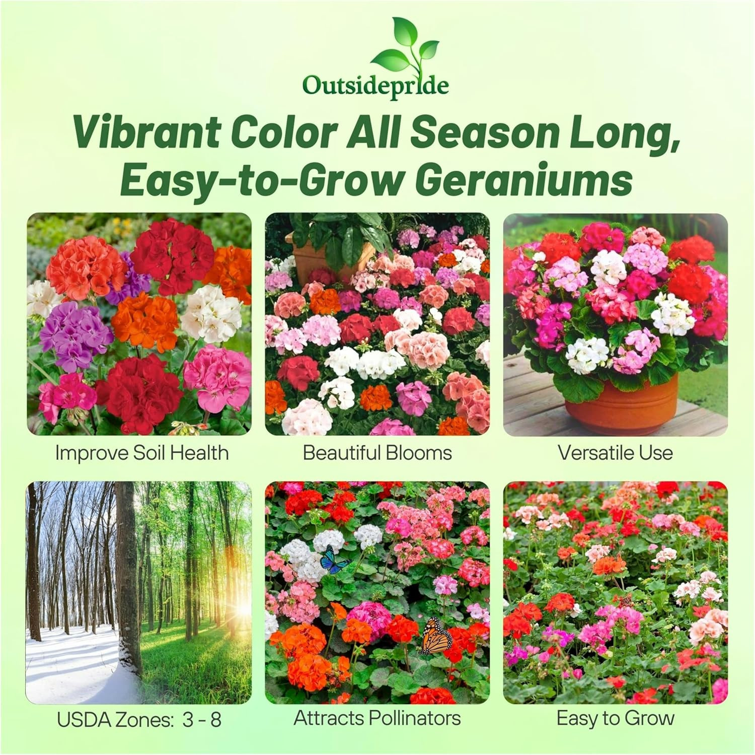 Mix Geranium Seeds for Planting – 100 Pcs Annual, Heat & Drought Tolerant Flower