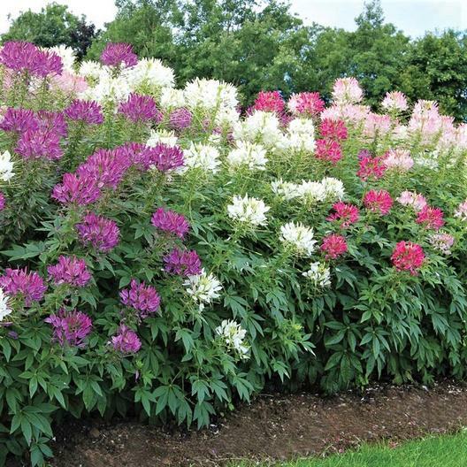 Cleome LANDSCAPER’S PACK BULK Mixed Colors Spider Plant USA Non-GMO 1000 Seeds