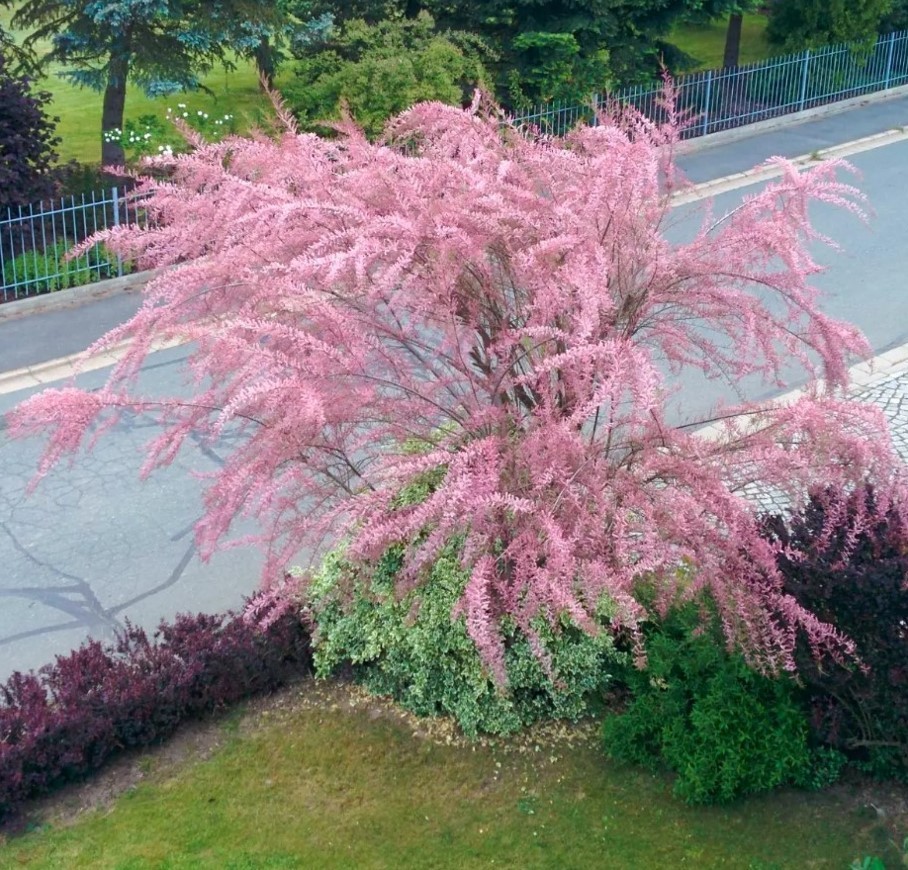Tamarix Ramosissima .5 (Half) Gram Seeds, Salt Cedar Hardy Tamarisk Shrub / Tree