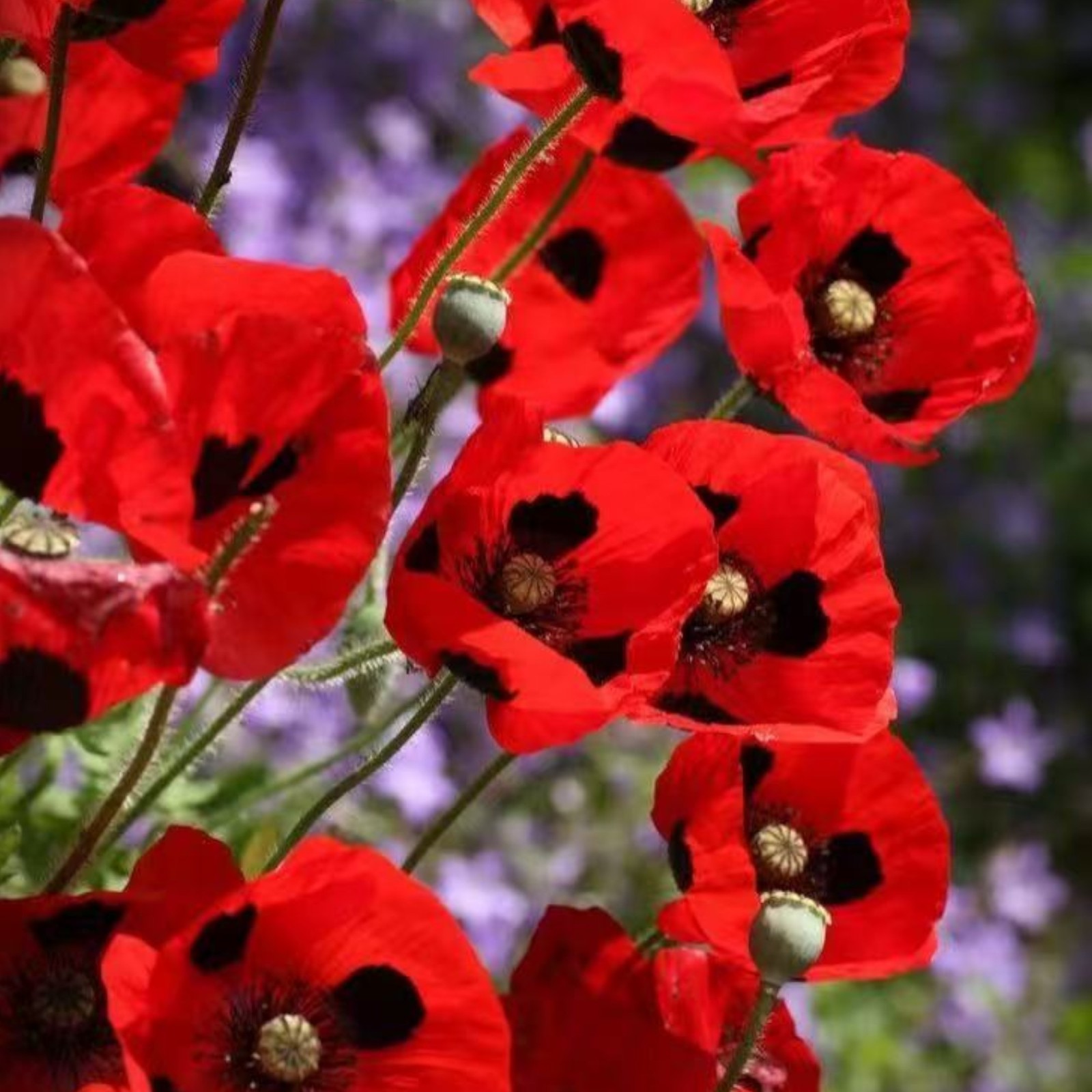 1000 Ladybird Poppy Seeds – Red Papaver rhoeas with Black Center Zones 3–10