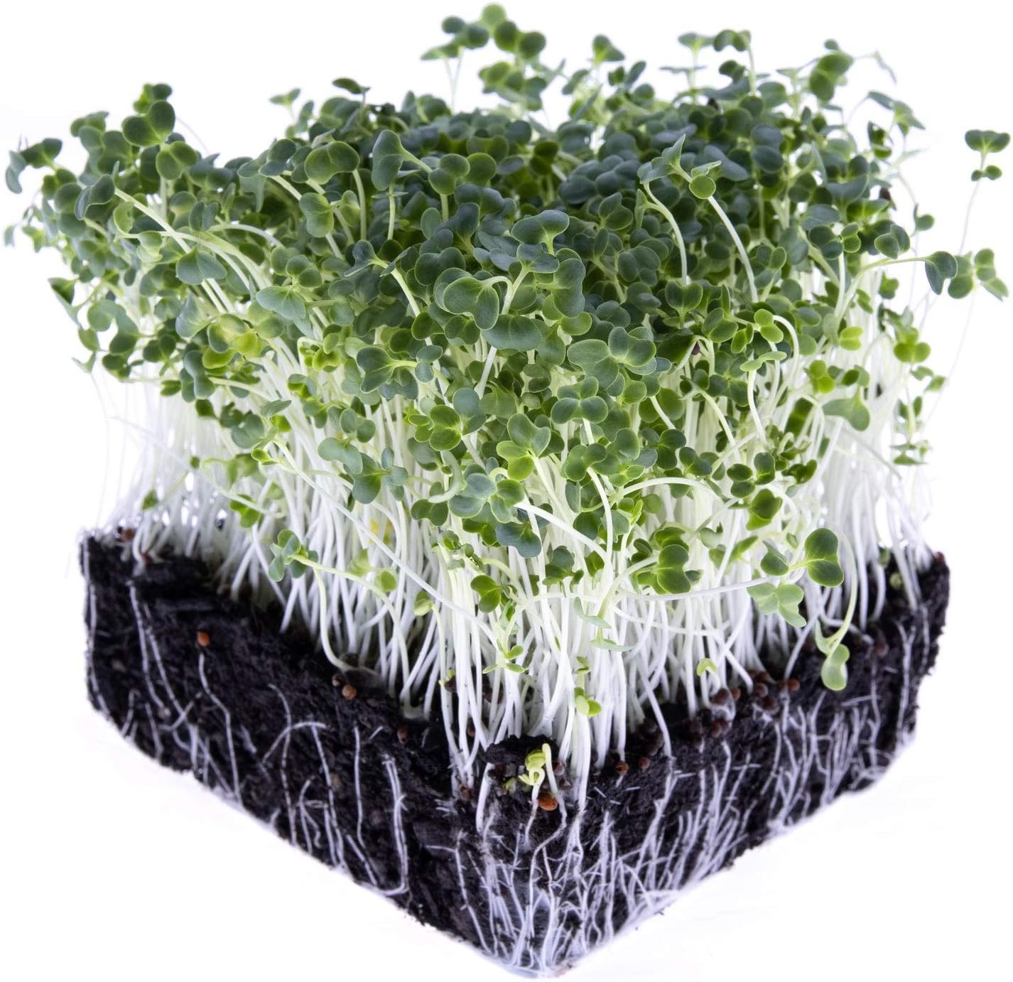 Broccoli Seeds for Sprouting & Microgreens | Waltham 29 Variety | Non GMO & H…