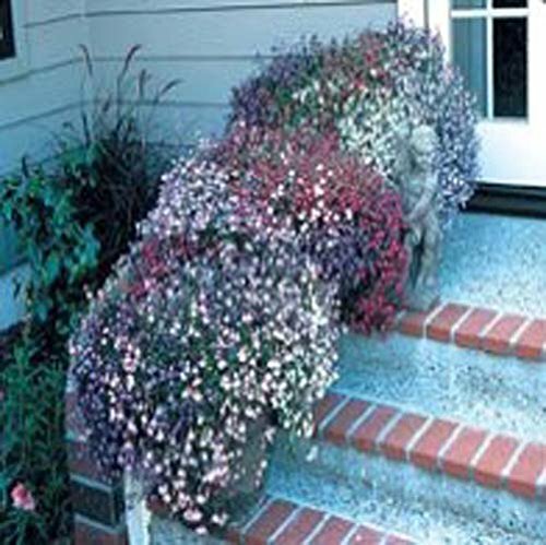 Lobelia Fountain – Mixed Nice Garden Flower By Seed Kingdom 600 Seeds