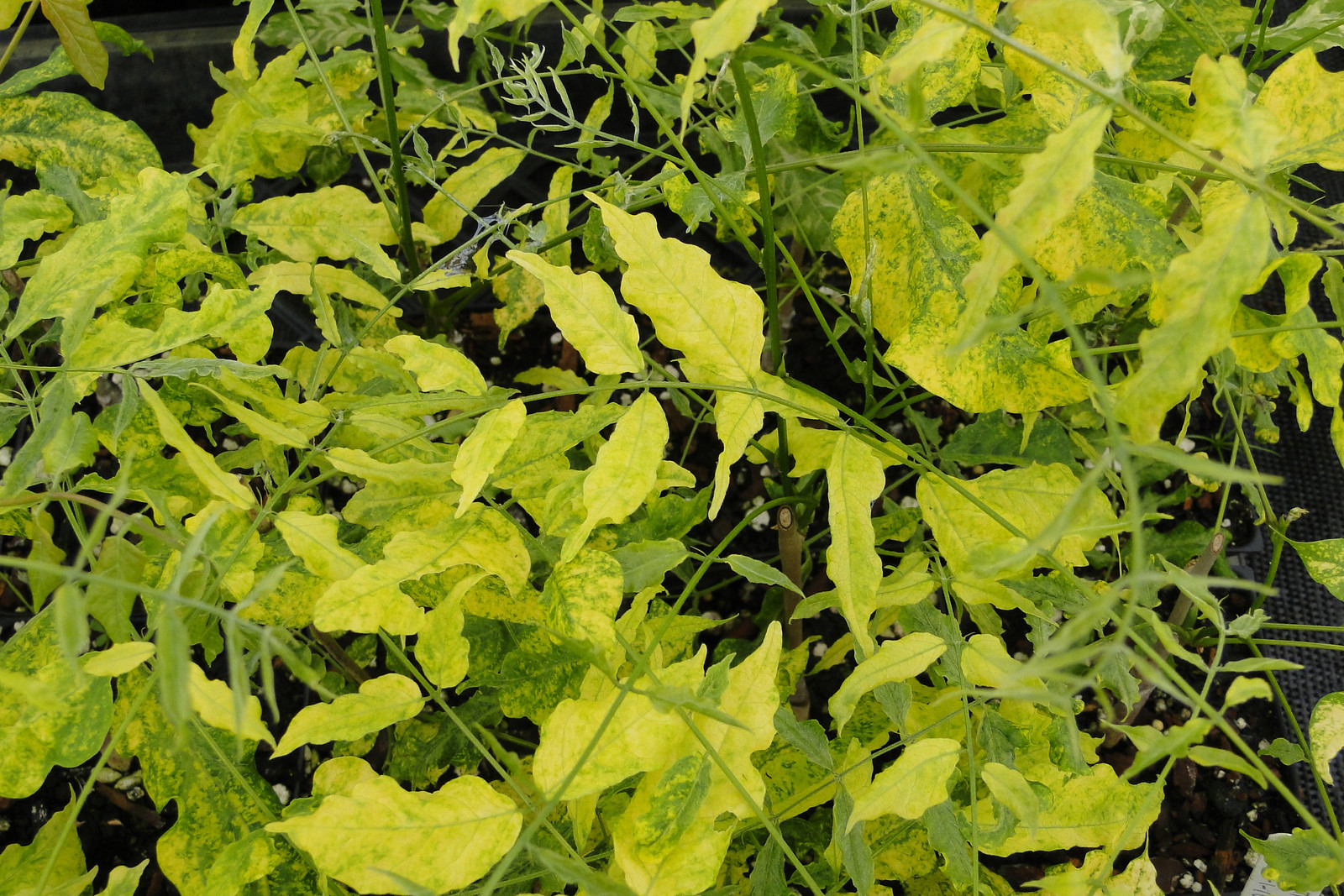 2 year old Wisteria sinensis Variegata 12-18 inches tall, grafted plant