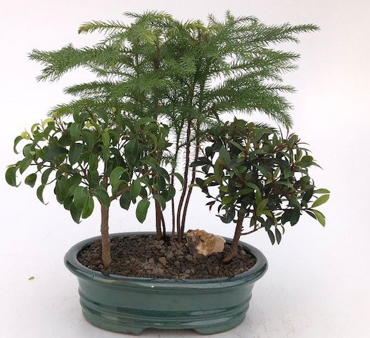 Dish Garden: Norfolk Island Pine, Ficus and Flowering Brush Cherry 9″Tall Indoor