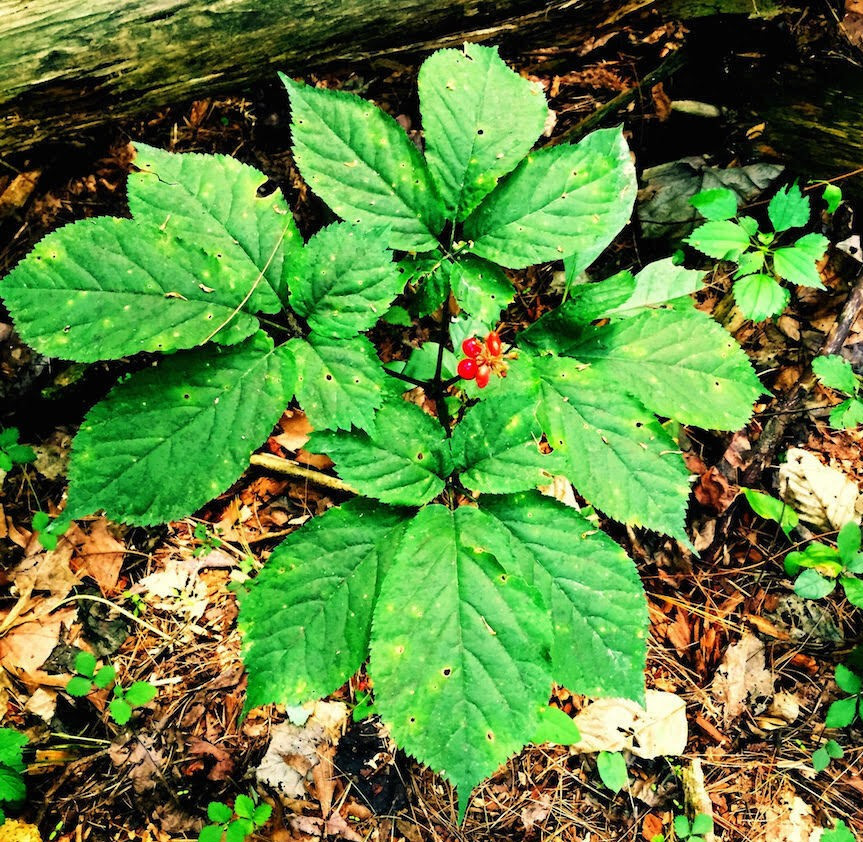 American Ginseng Seeds for Planting (50 Seeds) Ready to Plant, P. quinquefolius