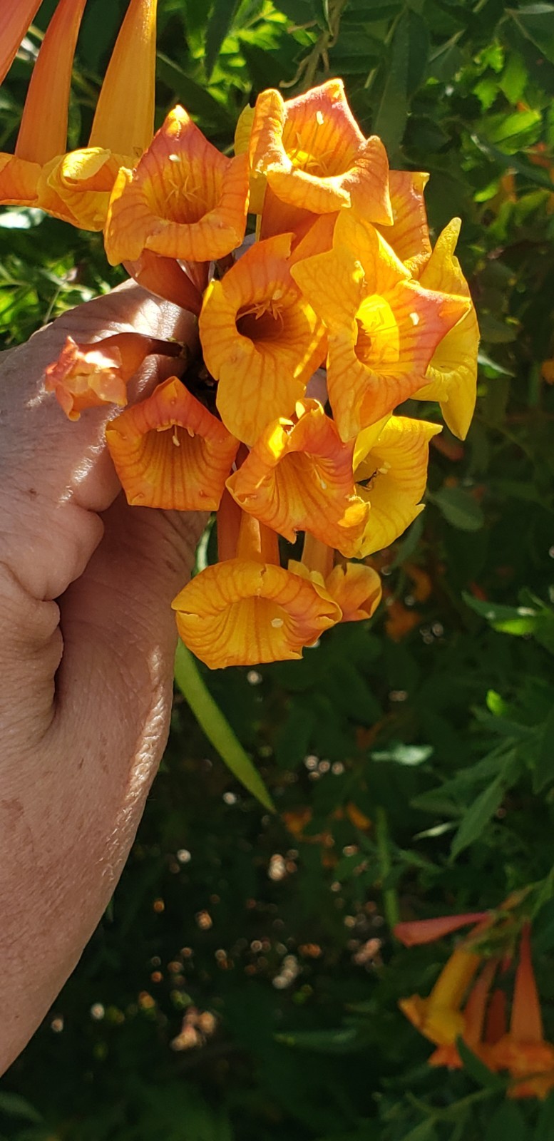 (25) Orange Jubilee (Tecoma Stans) Seed Flowering Shrub Seeds Drought-resistant
