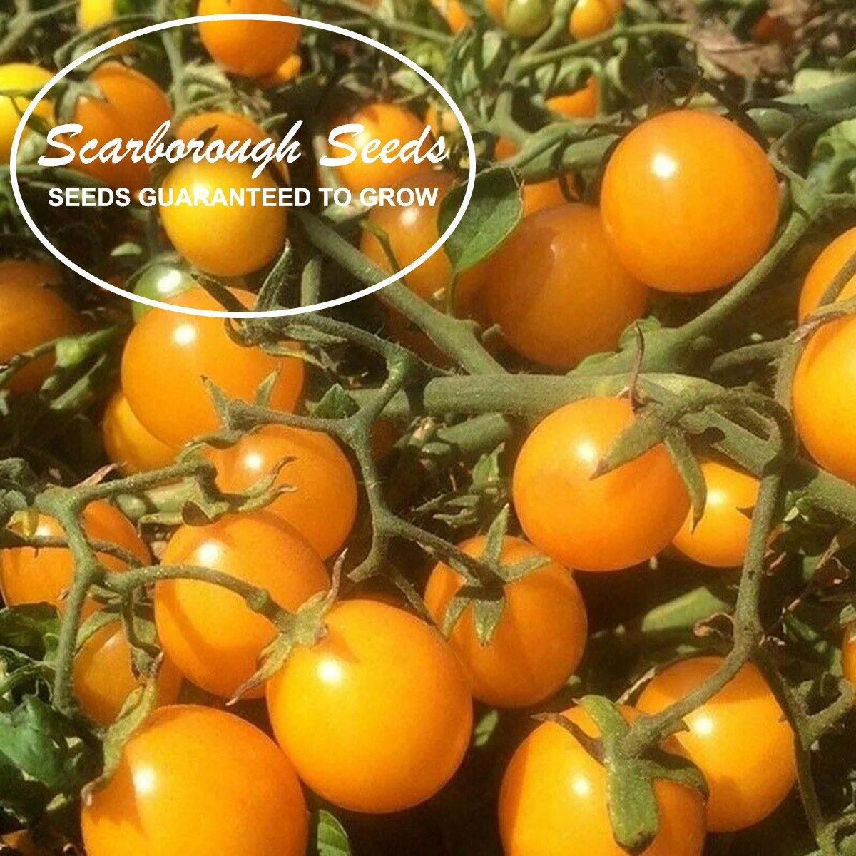 SCARBOROUGH SEEDS Gold Nugget Cherry Tomato Seeds 100 SEEDS – Non-GMO Yellow