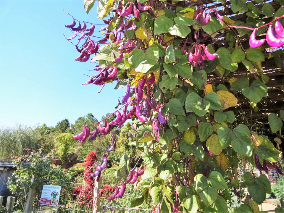 Purple Moon Hyacinth Bean Seeds (Pole) | Lablab Purpureus Dolichos Tonga 2024