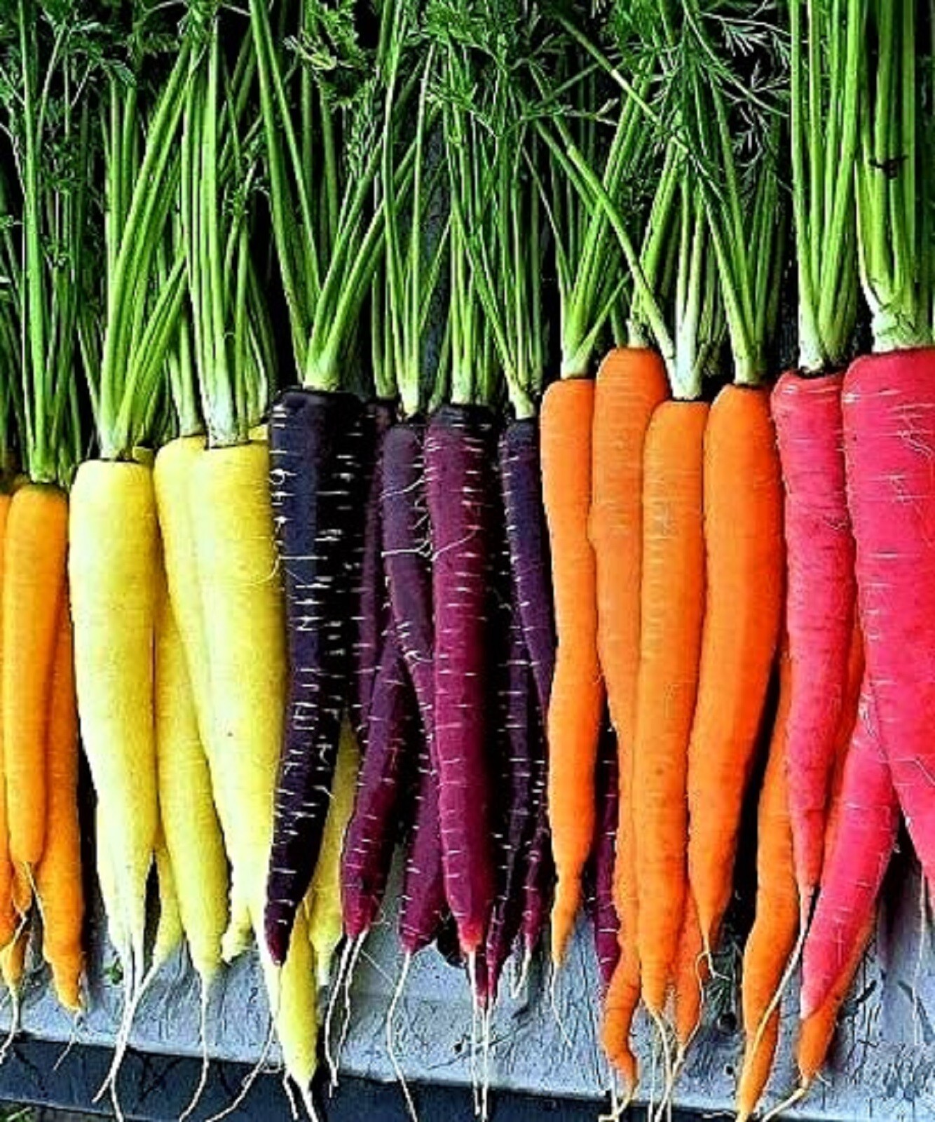 Rainbow Carrot Blend Mix Seeds 200+ Seeds NON-GMO BUY 4 GET FREE SHIPPING