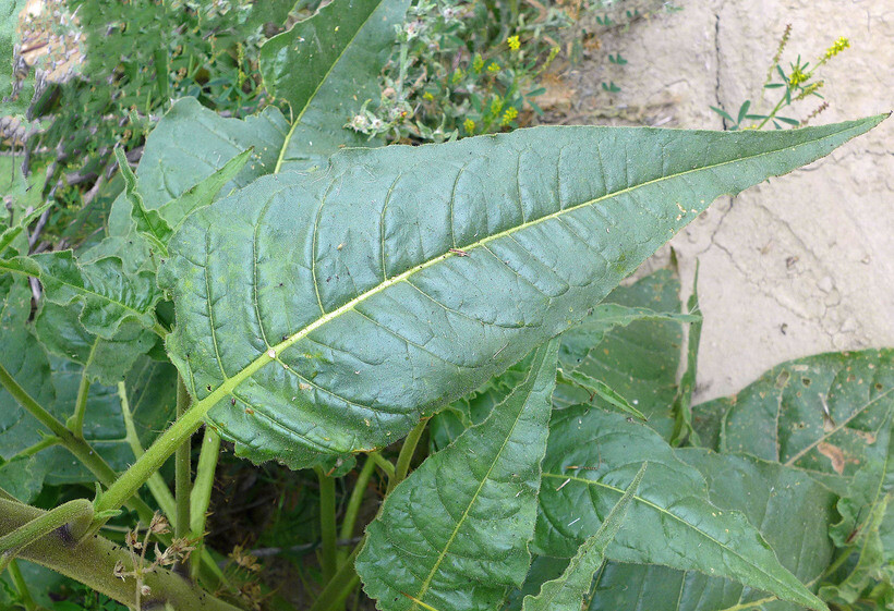 1000 Nicotiana acuminata var. multiflora Tobacco Seeds