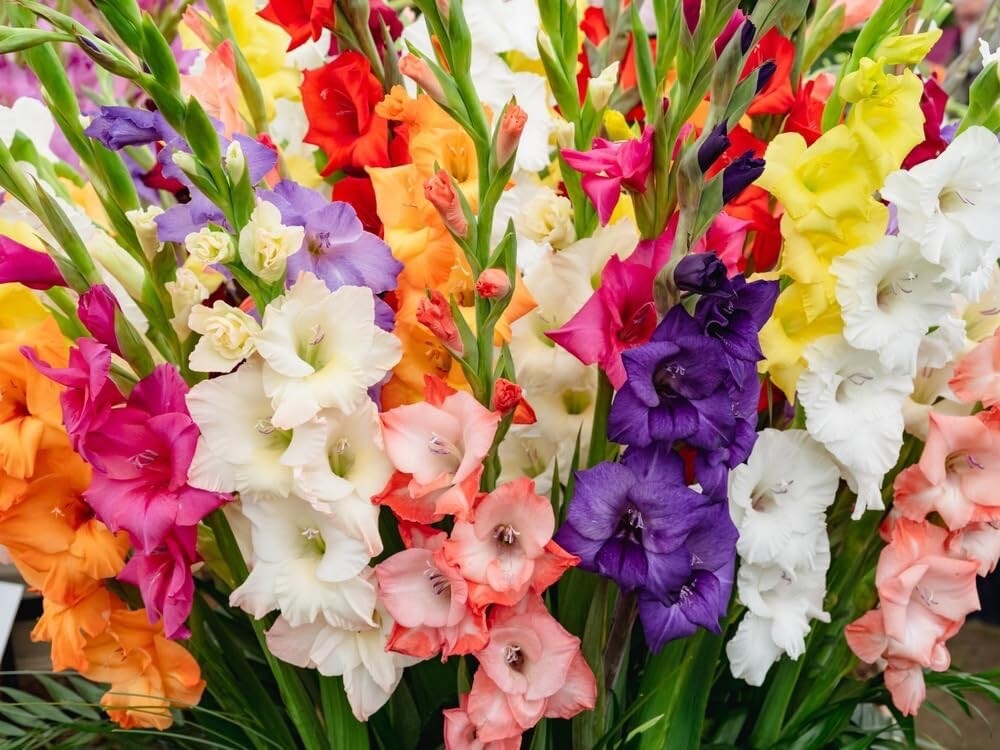 Mixed Gladiolus Flower Bulbs – 30 Bulbs Assorted Colors