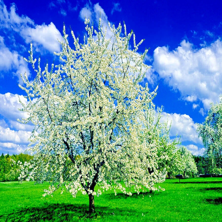 Paradise Apple Tree Seeds (Malus p.) “Red Delicious” Hardy-3 Garden Fruit Plant