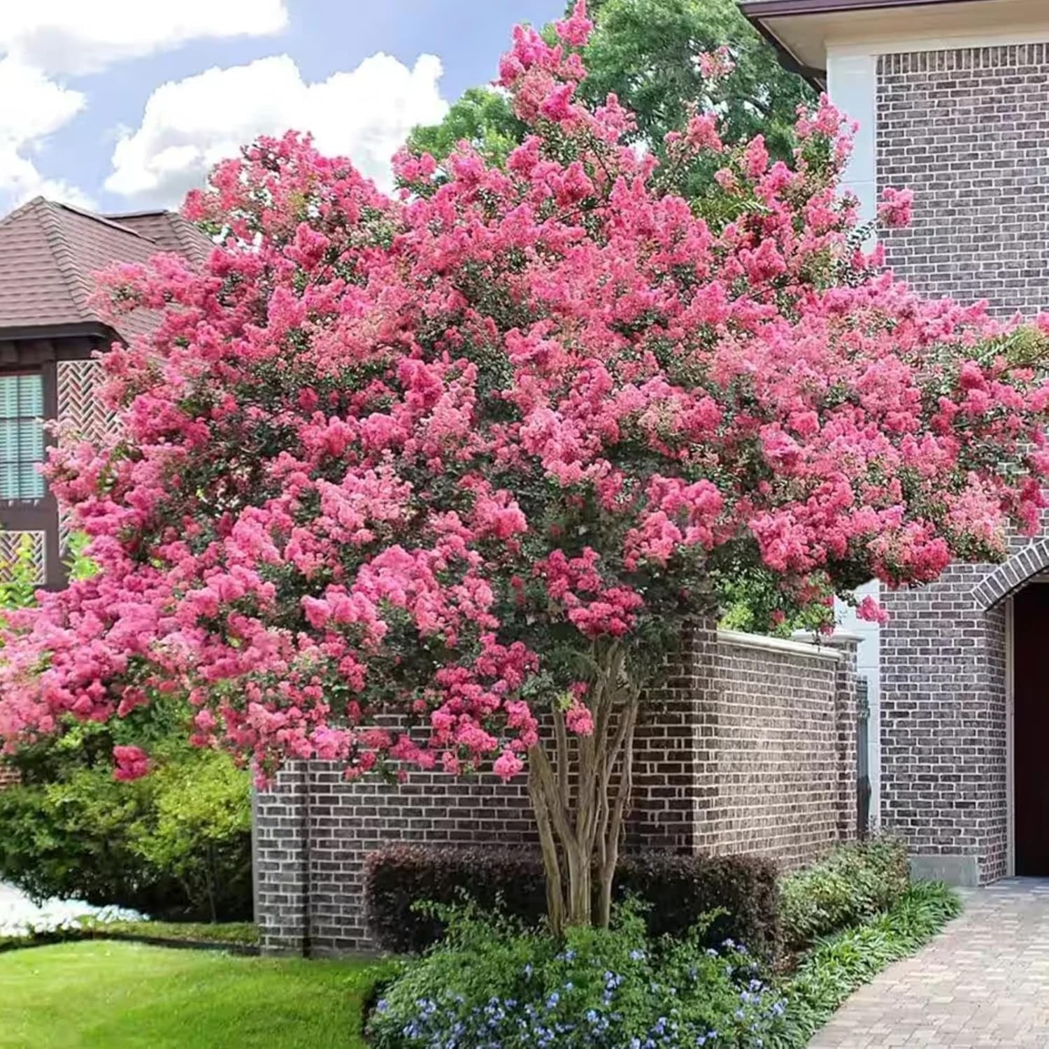 Crape Myrtle Seeds – 100+ GMO Free, Colorful Blooms Perfect for Outdoor Gardens