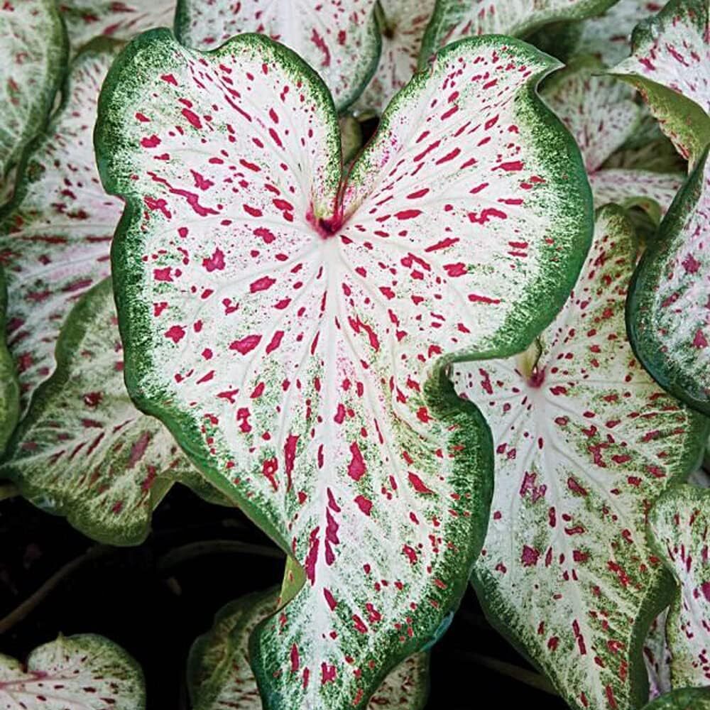 Dwarf Fancy Leaf Red Caladium Bulb Indoor Outdoor Plant Root Hardy Zones 9-11