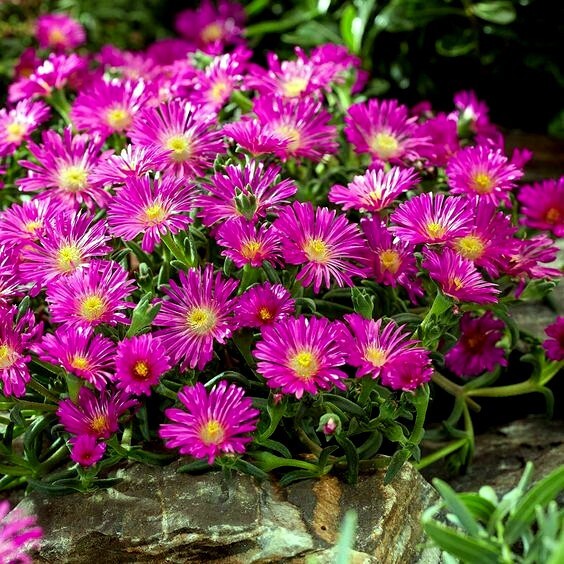 20 ICE PLANT Seeds (Delosperma Cooperi) Daisy Flower Hardy Ground Cover Plant