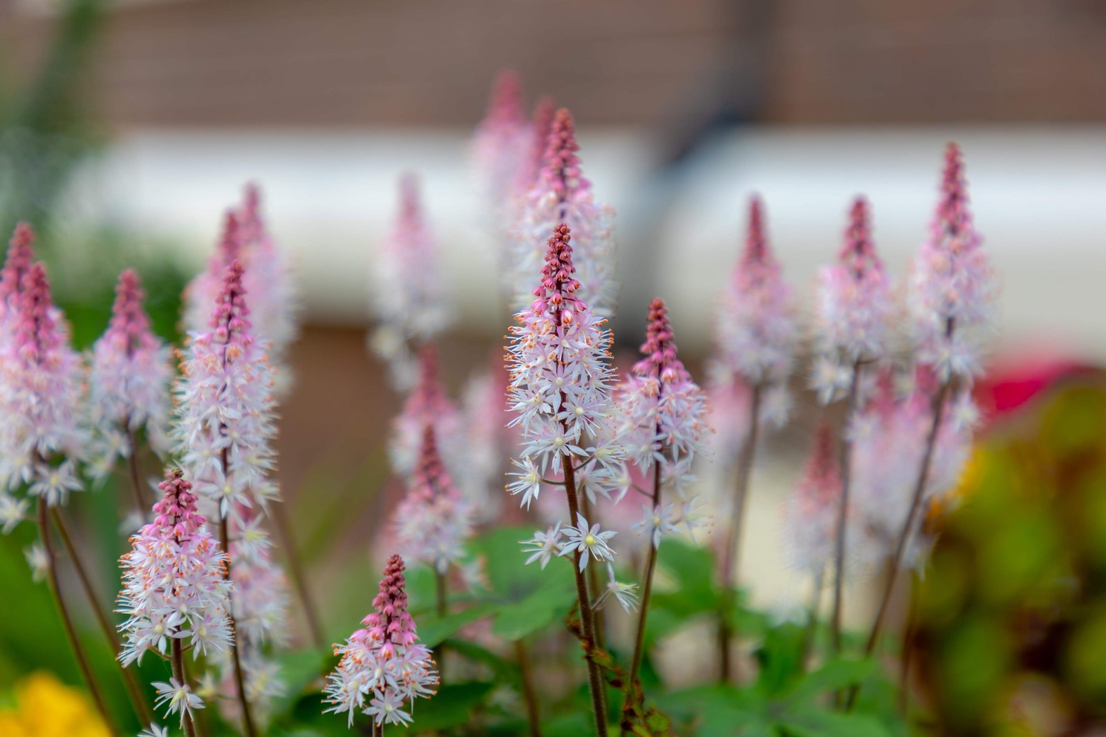 20 HEARTLEAF FOAMFLOWER White & Pink Tiarella Wherryi Coolwort Flower Seeds